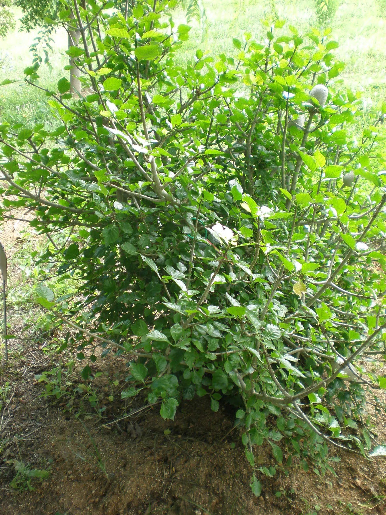 White Gardenia (Gardenia Thunbergia) — it's ideal for hedges or as a focal point in warm; dark green foliage and the stunning contrast provided by, image 105