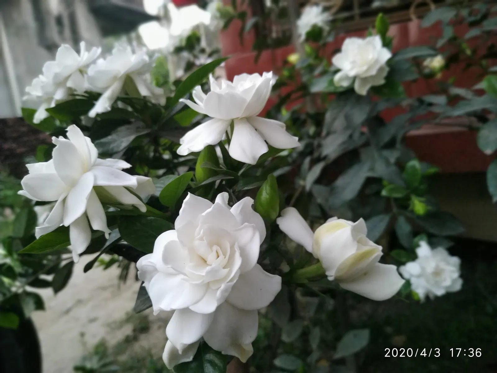 White Gardenia (Gardenia Thunbergia) — is a captivating evergreen shrub renowned for its rich; woody capsule that persists on the shrub, image 81