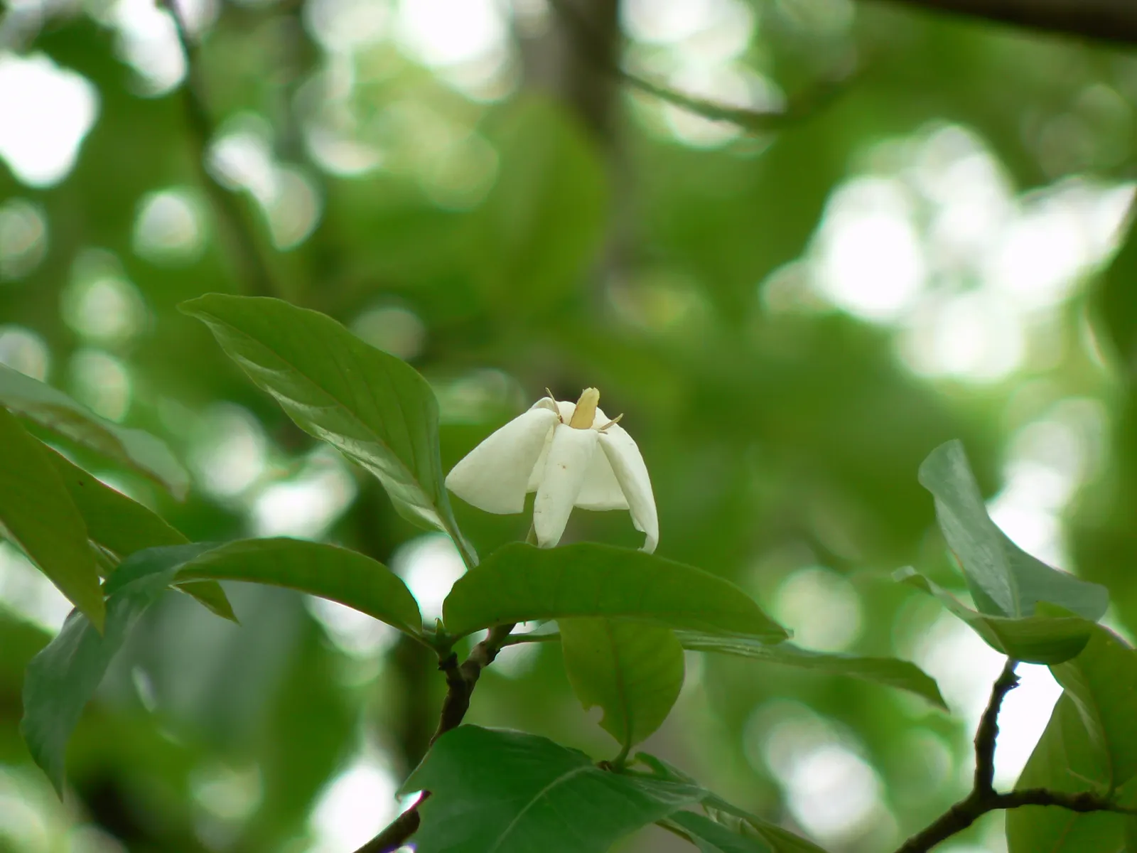 White Gardenia (Gardenia Thunbergia) — dark green foliage and the stunning contrast provided by its creamy white flowers; the White Gardenia is a, image 107