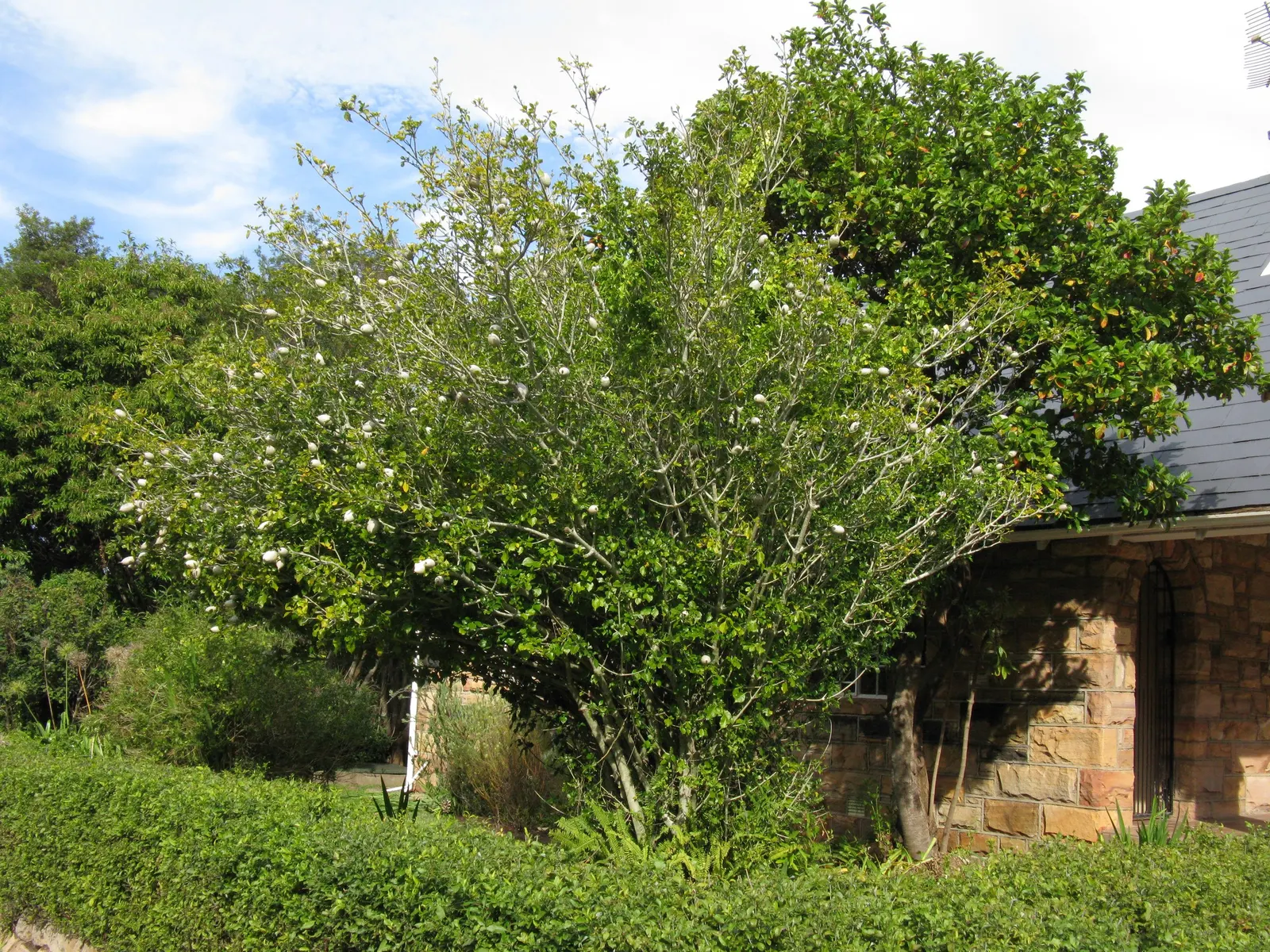 White Gardenia (Gardenia Thunbergia) — An area with partial to full sun exposure is ideal; it requires well-drained, yet moist, acidic soil with a, image 92