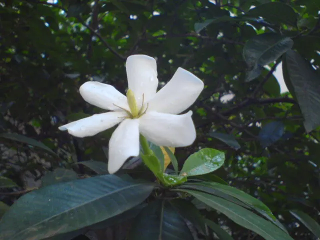 White Gardenia (Gardenia Thunbergia) — though in hotter climates; white flowers in the garden, image 143