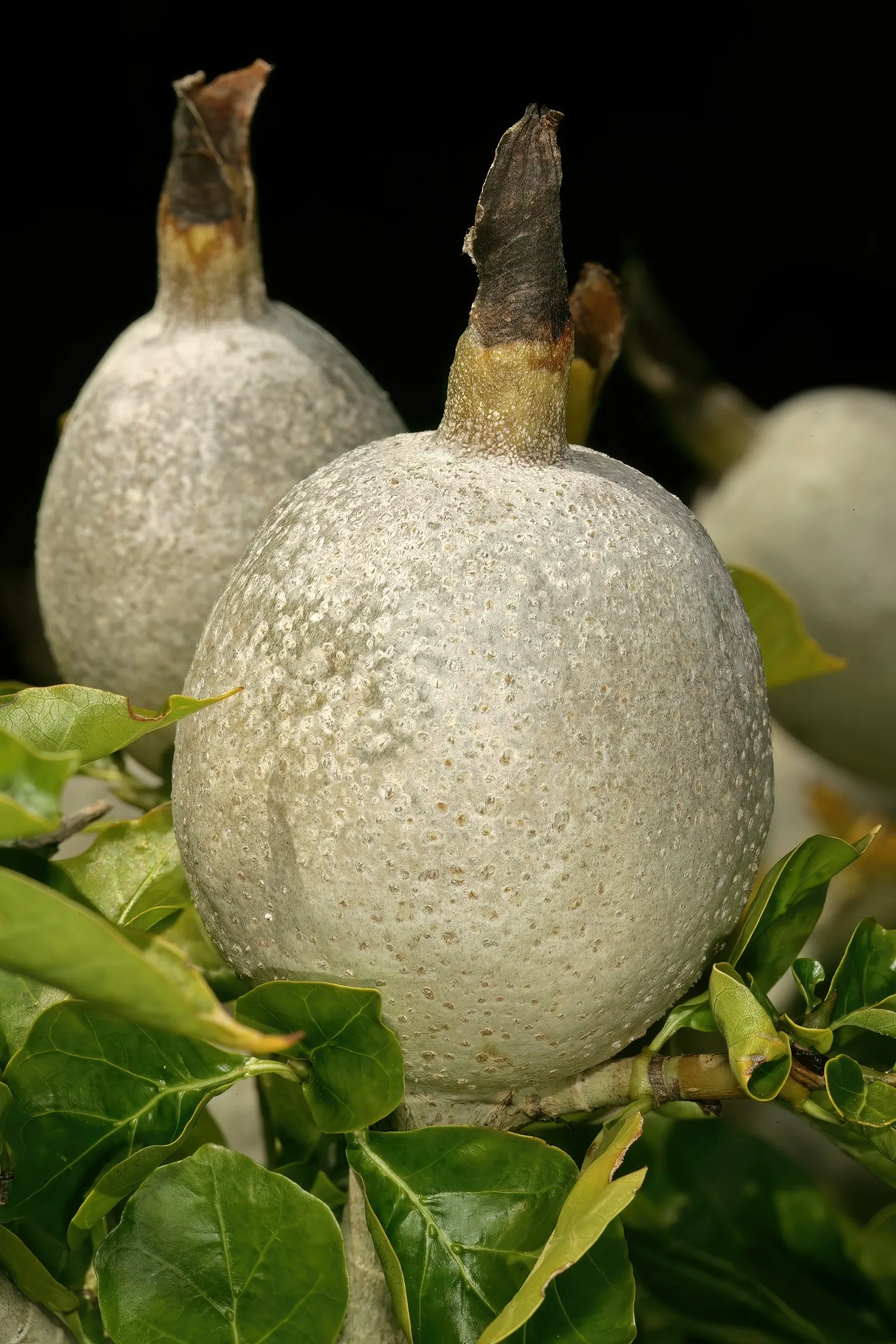 White Gardenia (Gardenia Thunbergia) — Being sensitive to cold, this plant is best suited for USDA zones 10 and above; each flower spans roughly 3, image 170