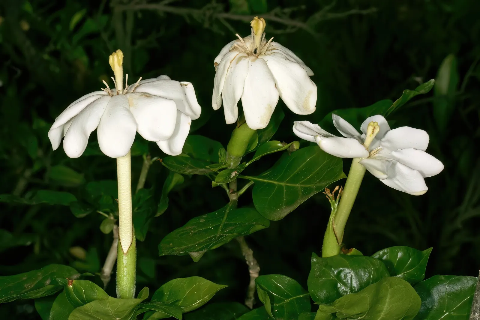 White Gardenia (Gardenia Thunbergia) — The White Gardenia, Gardenia thunbergia, is a fragrant, evergreen shrub reaching up to 6 feet tall and wide, image 101