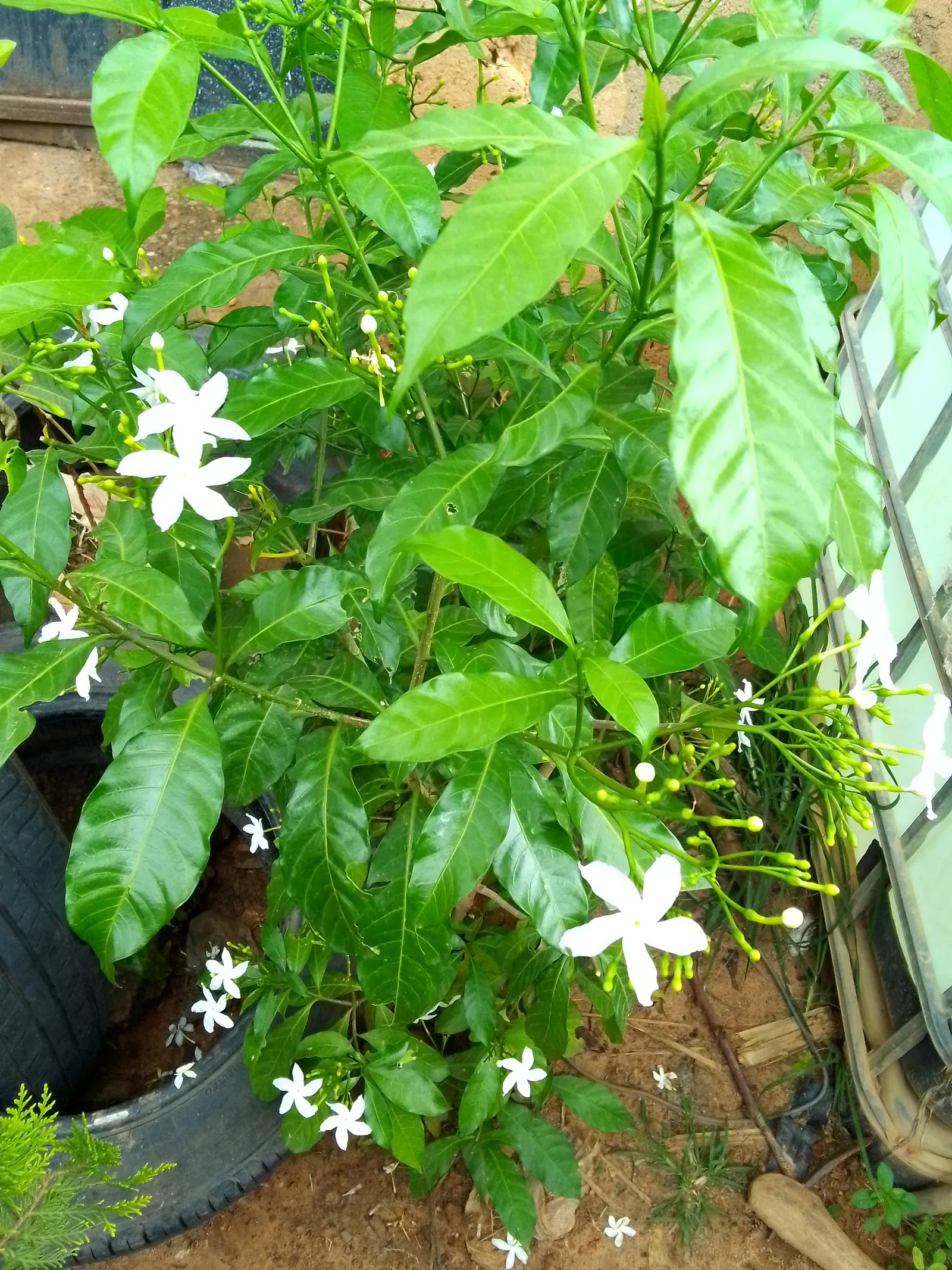 White Gardenia (Gardenia Thunbergia) — it's ideal for hedges or as a focal point in warm