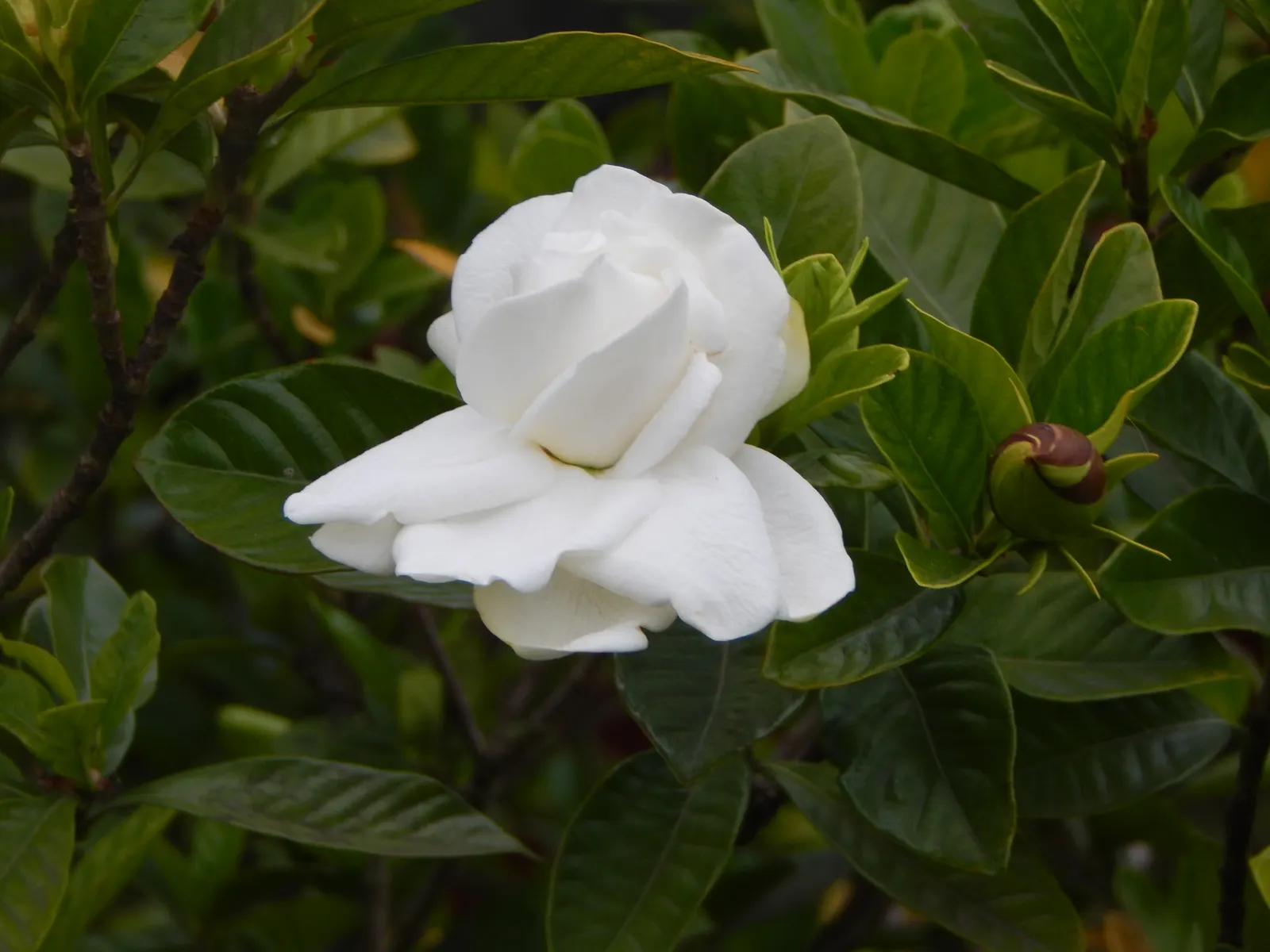 White Gardenia (Gardenia Thunbergia) — Being sensitive to cold, this plant is best suited for USDA zones 10 and above; each flower spans roughly 3, image 95