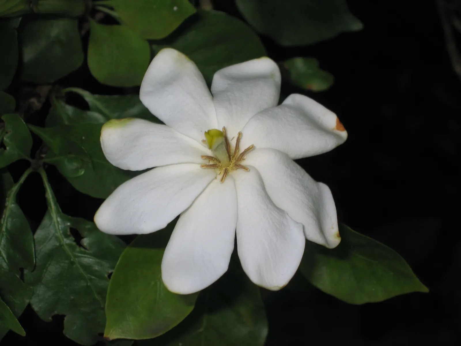 White Gardenia (Gardenia Thunbergia) — the Gardenia thunbergia's blooms are a highlight with their intense fragrance and waxy texture