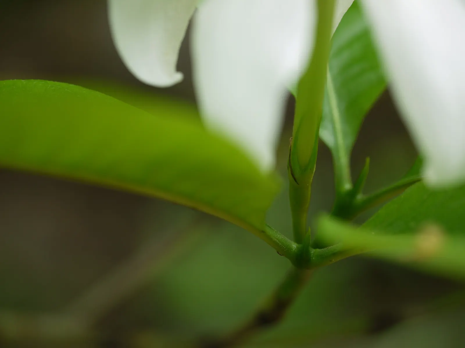 White Gardenia (Gardenia Thunbergia) — broadleaf evergreen / shrub with white blooms; the White Gardenia should be placed in a location where its, image 74