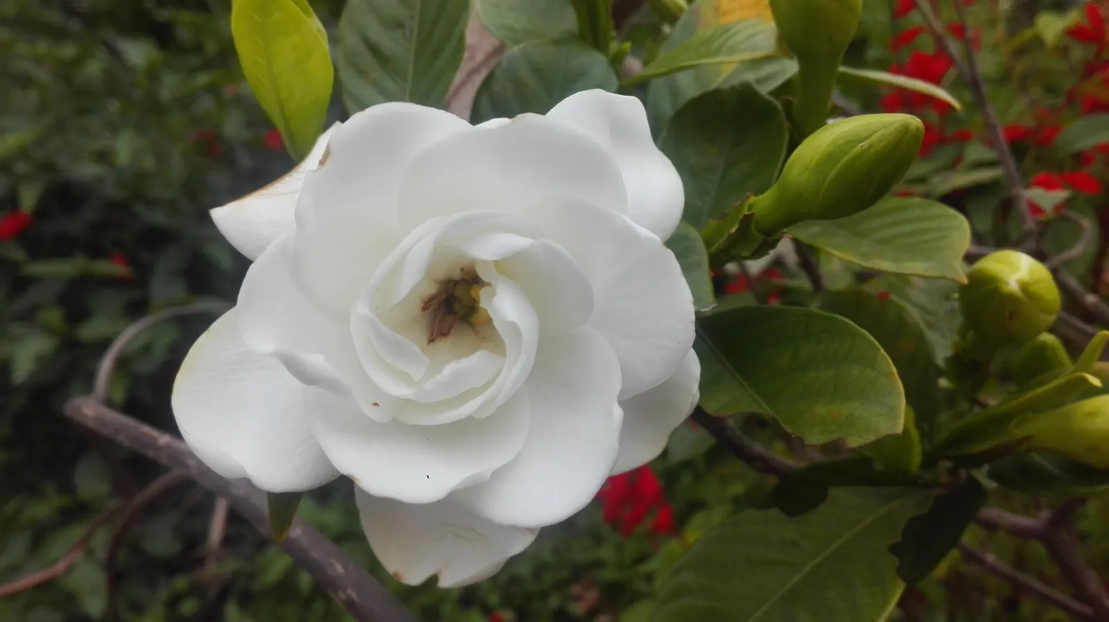 White Gardenia (Gardenia Thunbergia) — it's ideal for hedges or as a focal point in warm; dark green foliage and the stunning contrast provided by, image 55
