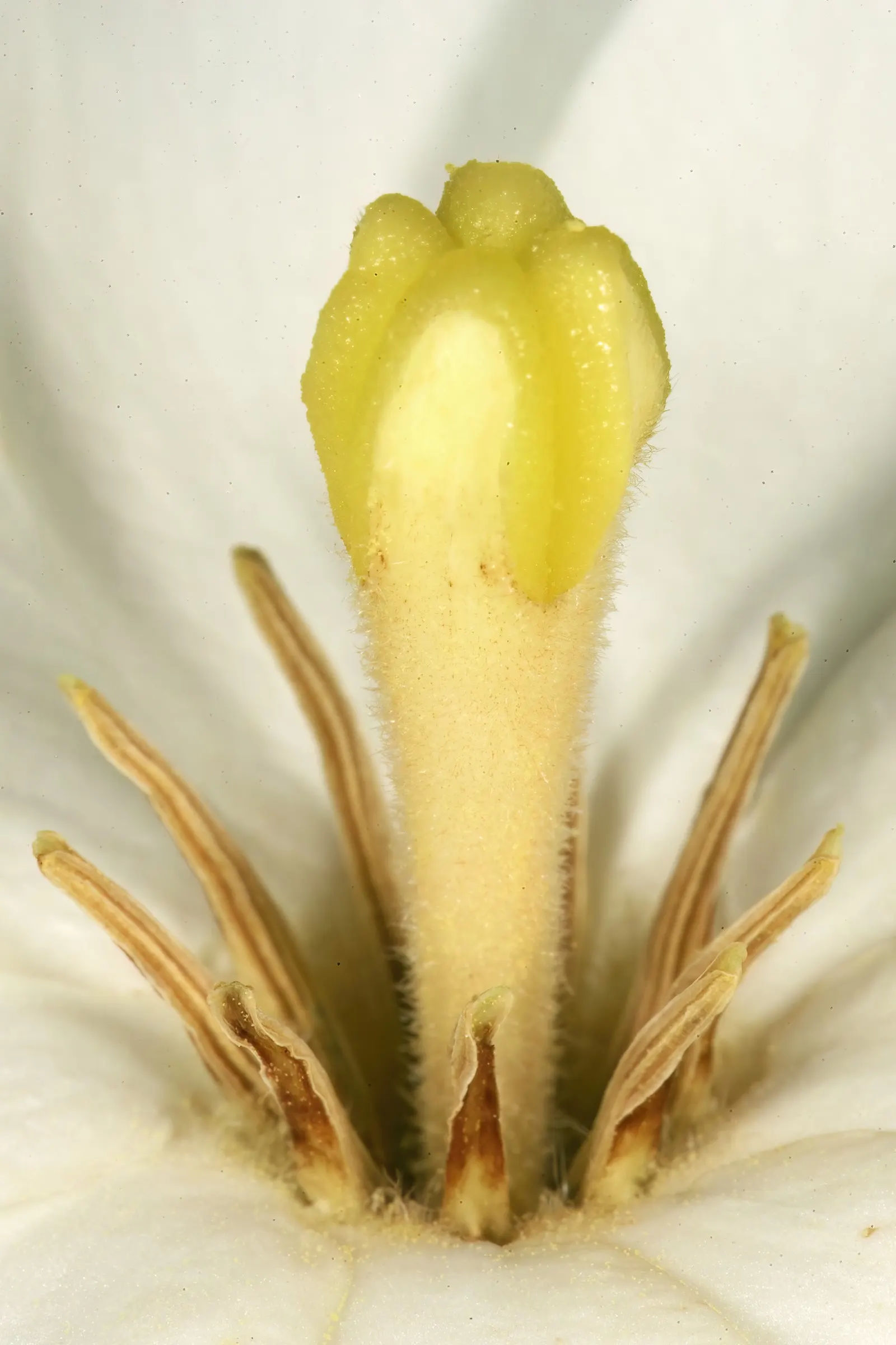 White Gardenia (Gardenia Thunbergia) — This South African native commonly reaches heights of 6 to 8 feet and spreads approximately 3 to 5 feet wide; require