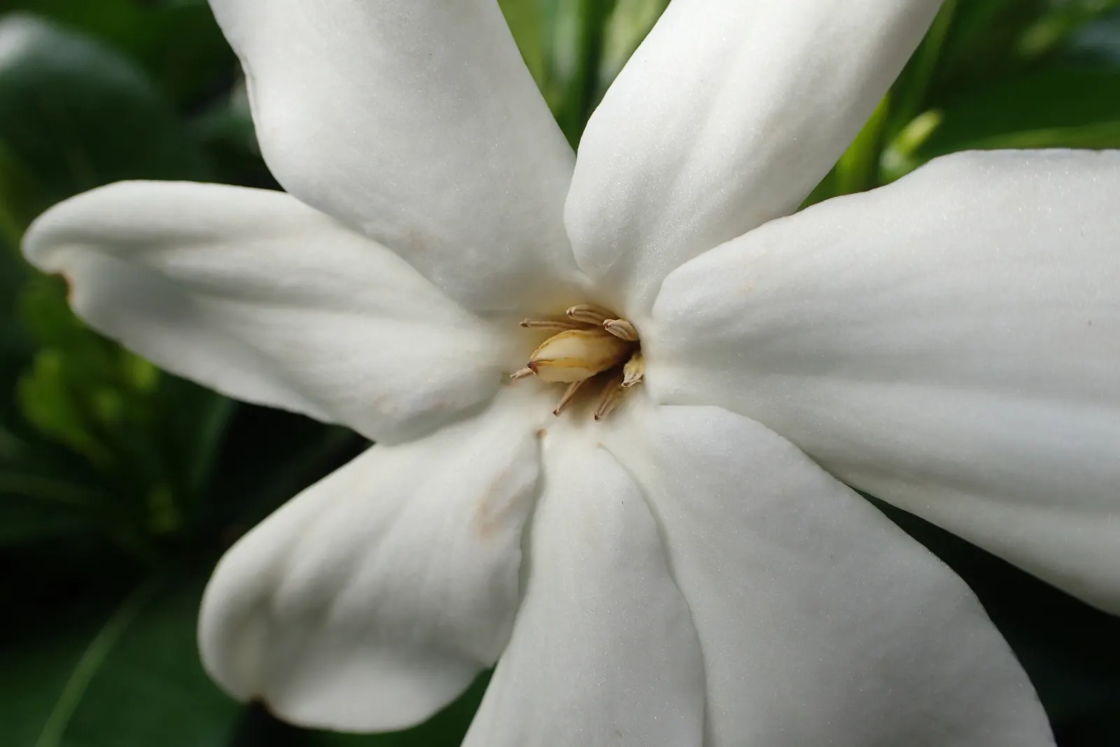 White Gardenia (Gardenia Thunbergia) — protection from the harsh afternoon sun will prevent leaf scorch