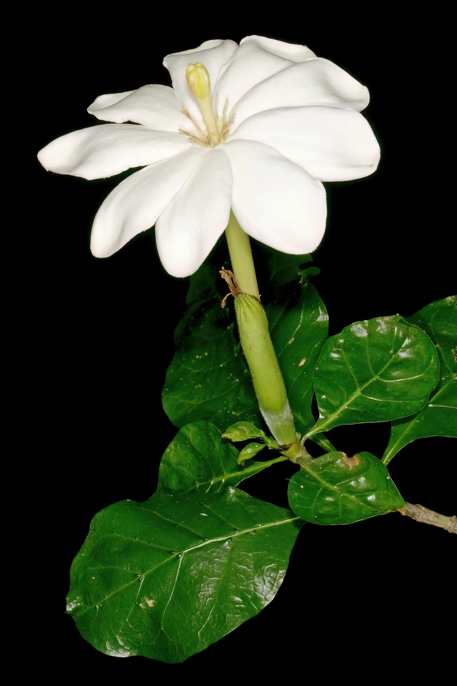 White Gardenia (Gardenia Thunbergia) — the White Gardenia is a striking addition to any garden