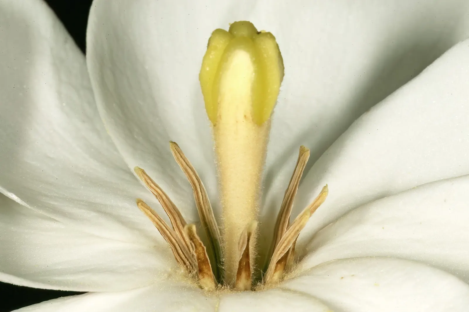 White Gardenia (Gardenia Thunbergia) — <br><br>Flowering primarily in late spring to early summer; an area with partial to full sun exposure is, image 135