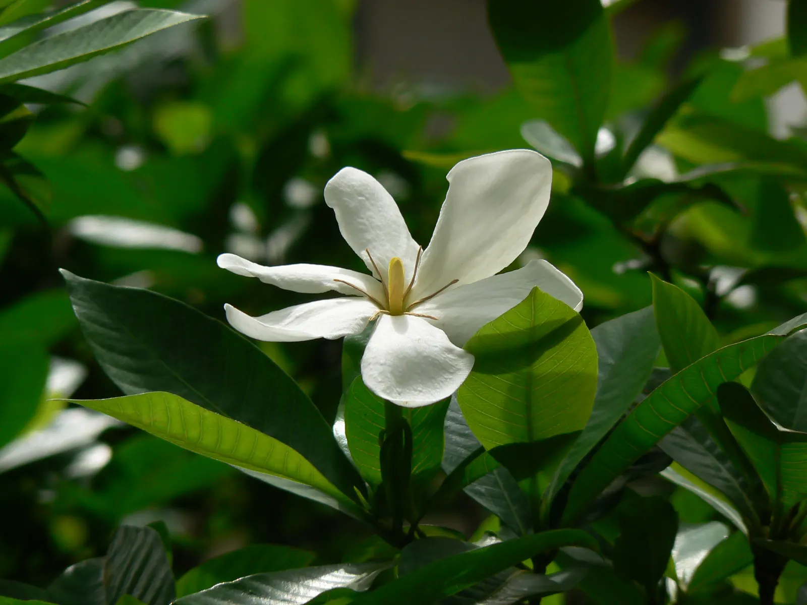 White Gardenia (Gardenia Thunbergia) — broadleaf evergreen / shrub with white blooms