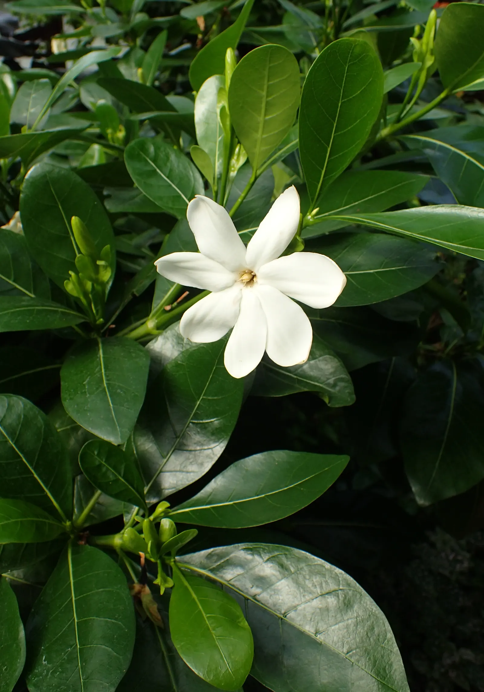 White Gardenia (Gardenia Thunbergia) — woody capsule that persists on the shrub; being sensitive to cold, this plant is best suited for USDA zones 10 and above