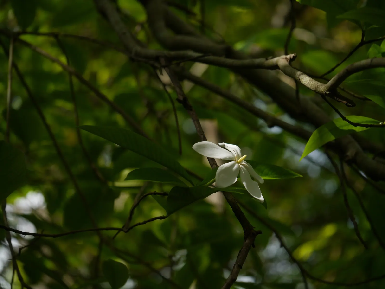 White Gardenia (Gardenia Thunbergia) — woody capsule that persists on the shrub; being sensitive to cold, this plant is best suited for USDA zones, image 89