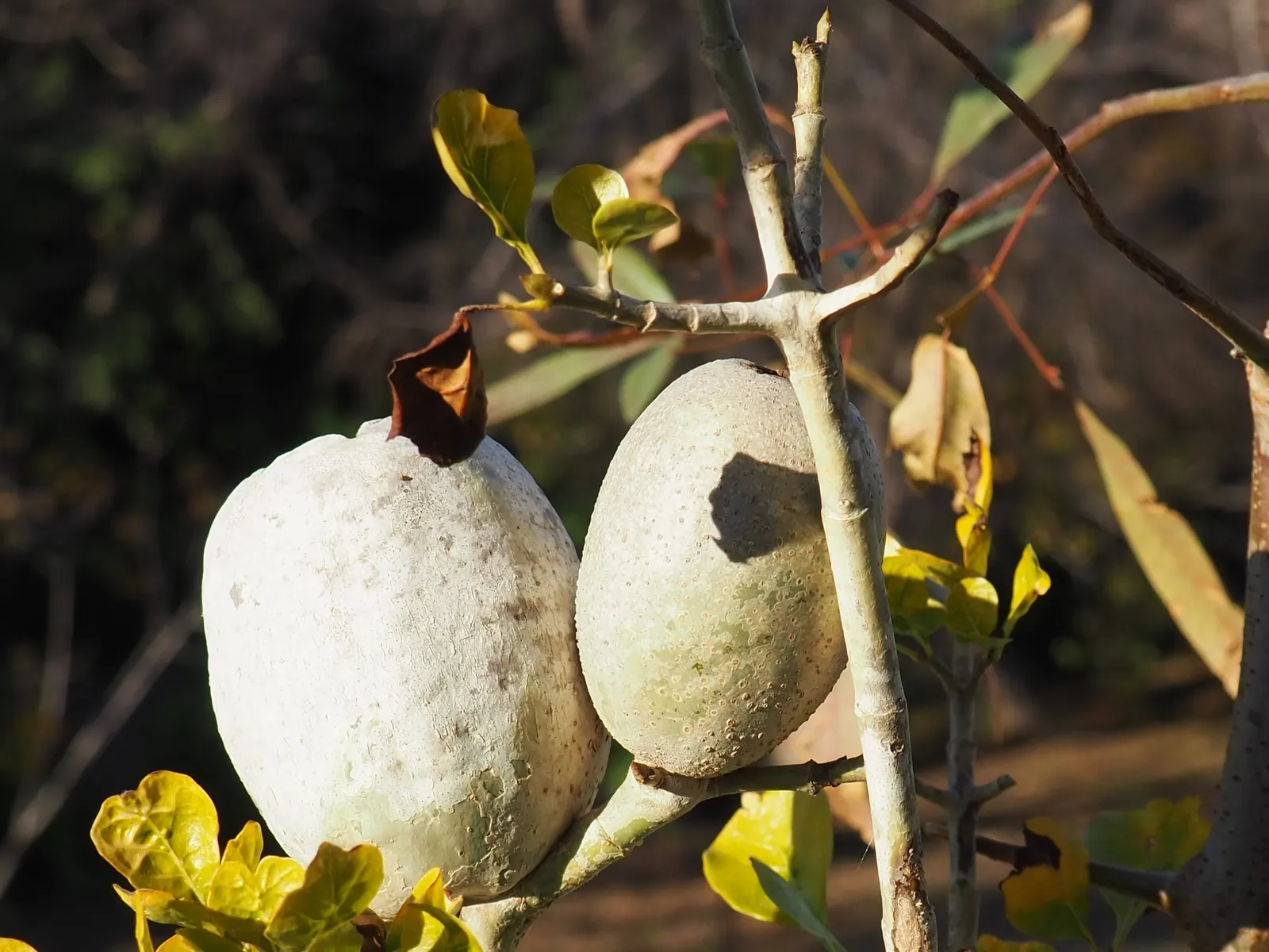 White Gardenia (Gardenia Thunbergia) — protection from the harsh afternoon sun will prevent leaf scorch; it's ideal for hedges or as a focal point, image 69