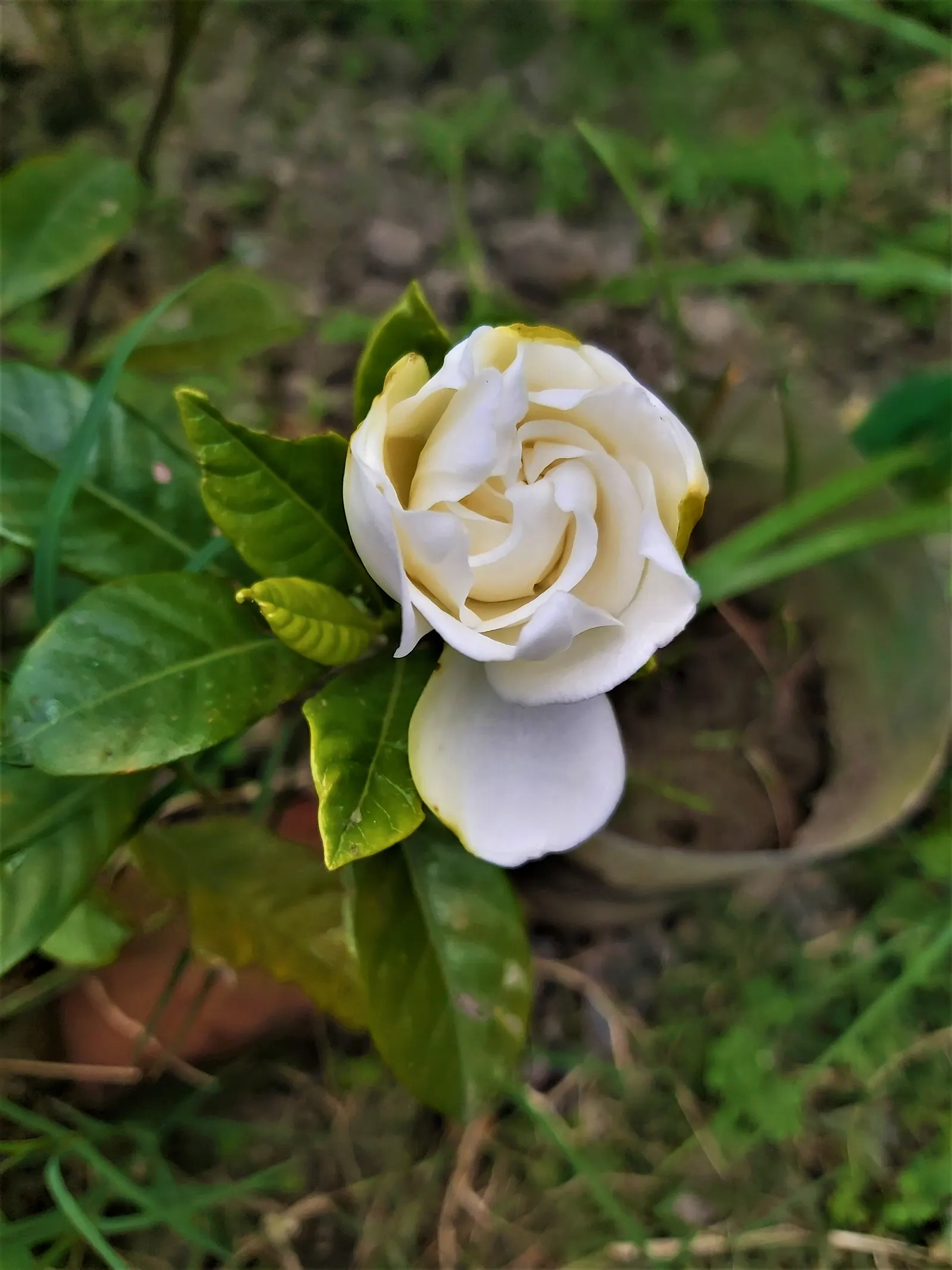 White Gardenia (Gardenia Thunbergia) — Require partial to full sun and well-drained acidic soil; though in hotter climates, image 78