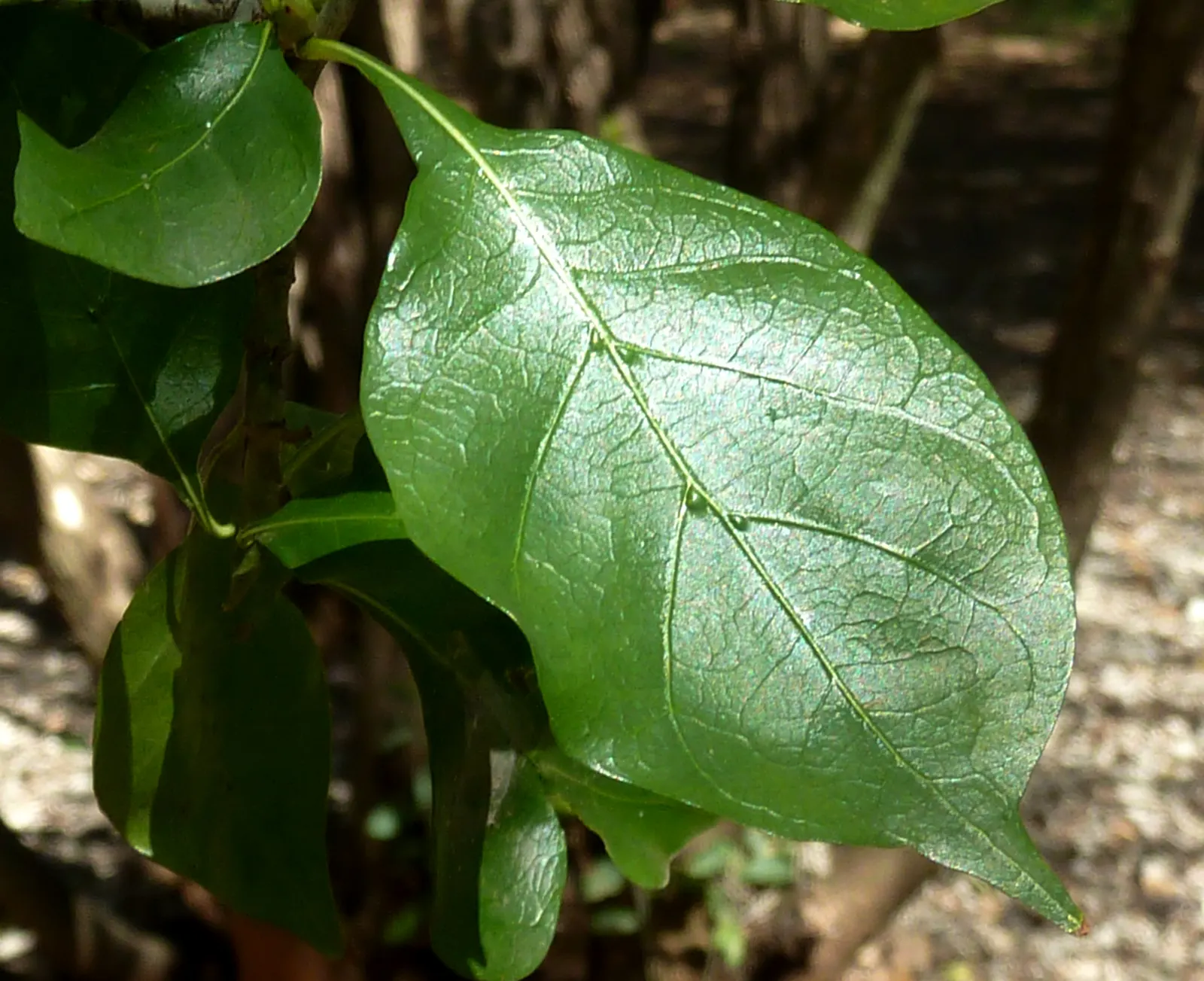 White Gardenia (Gardenia Thunbergia) — the White Gardenia should be placed in a location where its fragrance can be fully appreciated