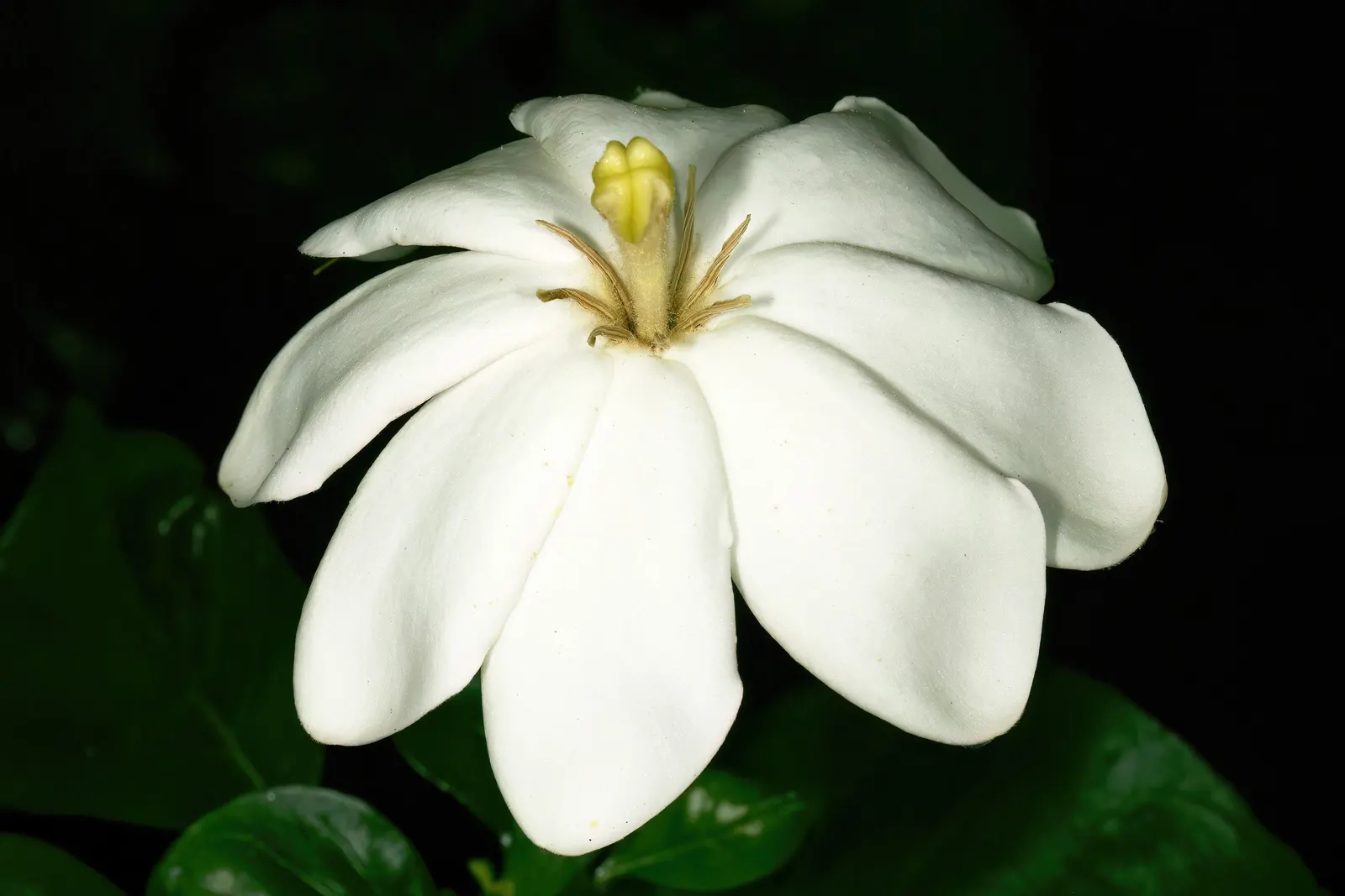 White Gardenia (Gardenia Thunbergia) — white flowers in the garden; this South African native commonly reaches heights of 6 to 8 feet and spreads, image 123