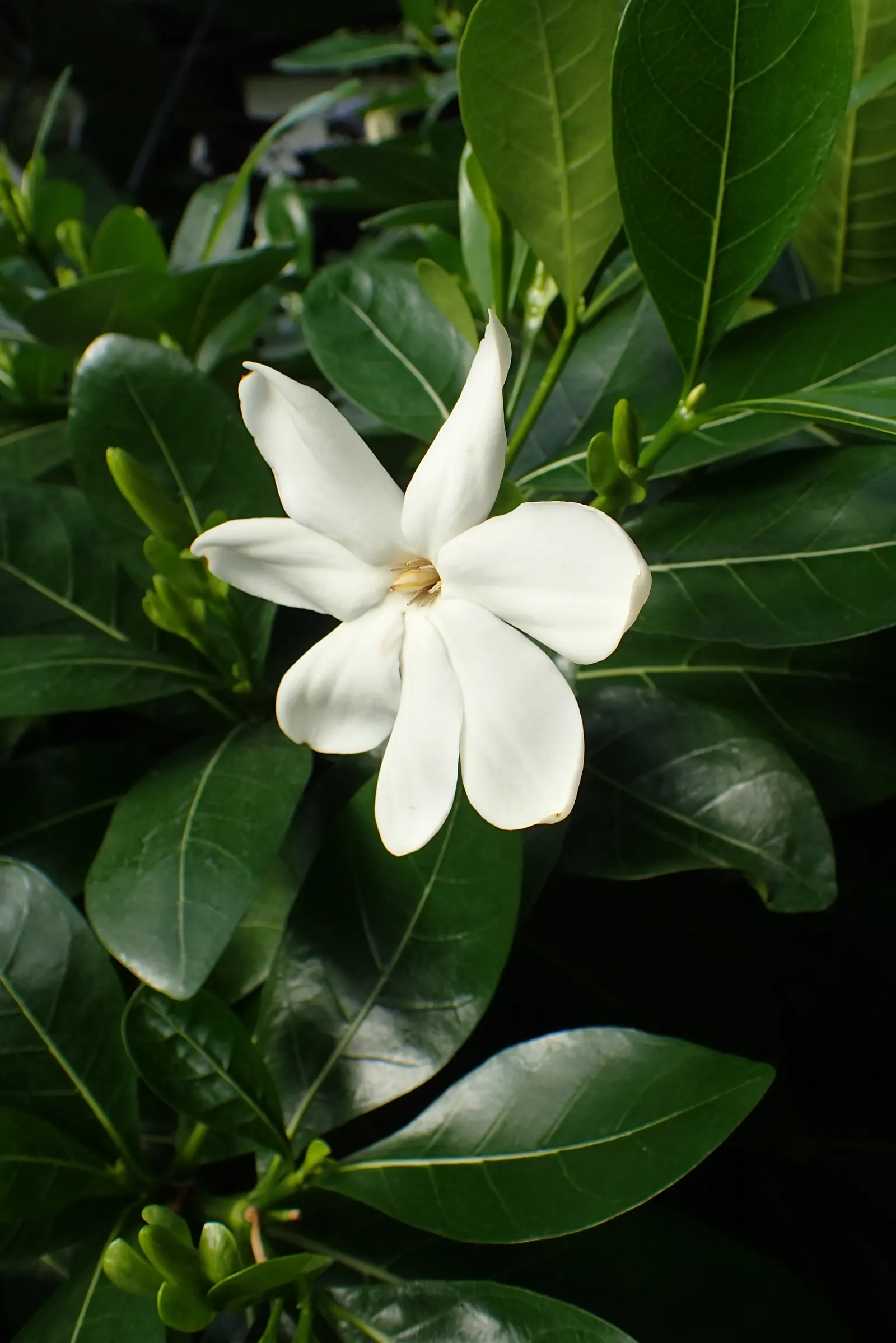 White Gardenia (Gardenia Thunbergia) — multi-branched habit that can add considerable structure to garden designs; <br><br>Flowering primarily in, image 159