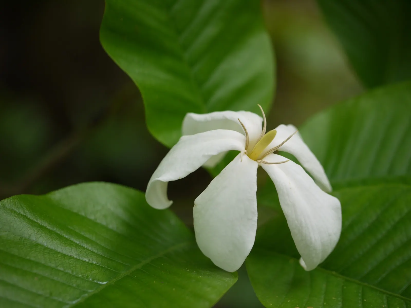 White Gardenia (Gardenia Thunbergia) — the White Gardenia should be placed in a location where its fragrance can be fully appreciated; which bloom, image 115