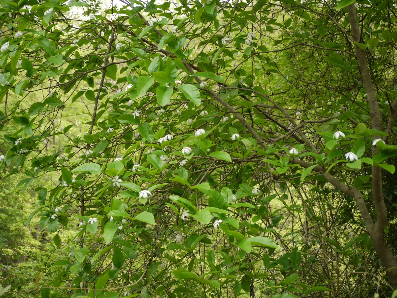 White Gardenia (Gardenia Thunbergia) — which bloom from late spring to early summer; the Gardenia thunbergia's blooms are a highlight with their, image 77