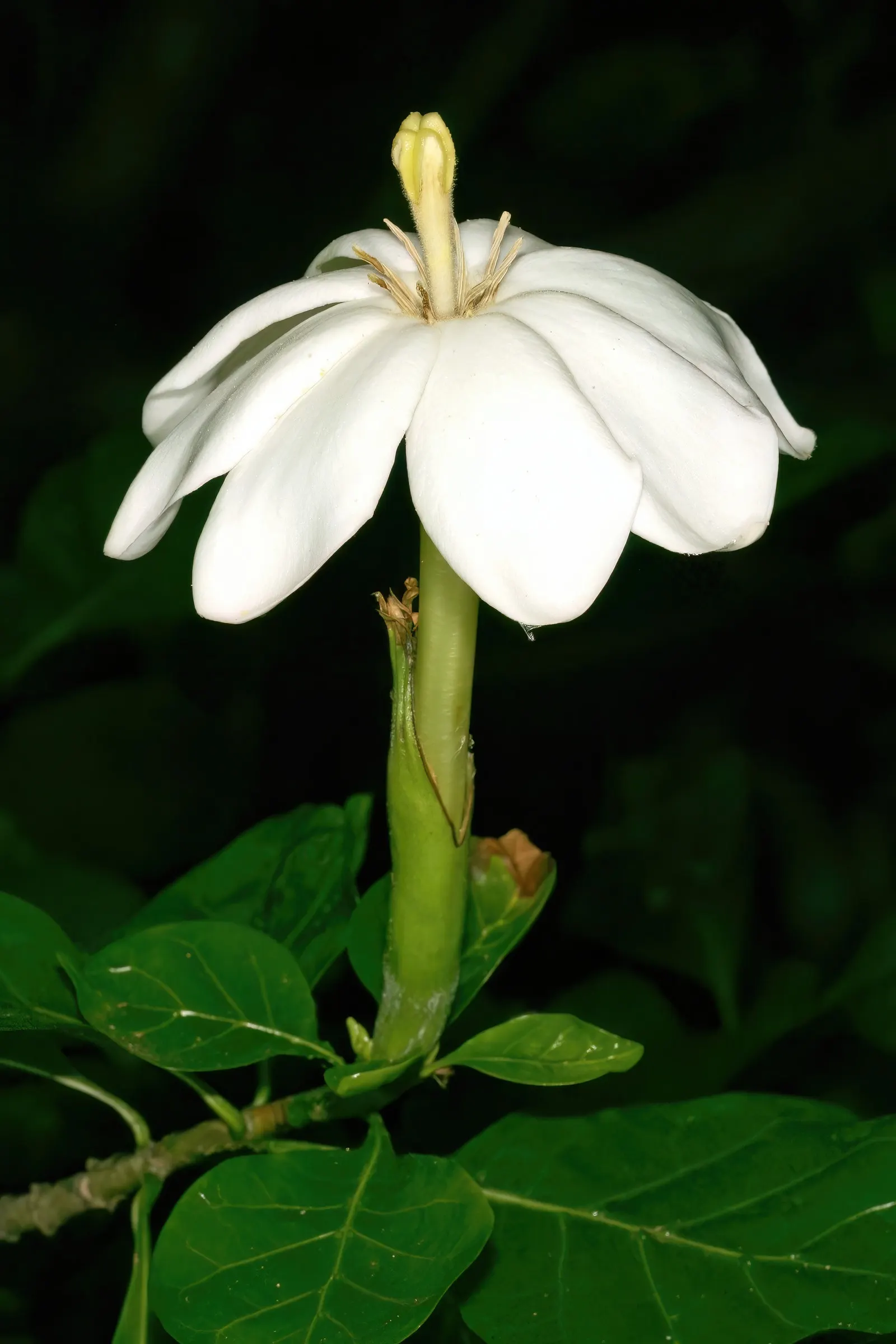 White Gardenia (Gardenia Thunbergia) — it's ideal for hedges or as a focal point in warm; dark green foliage and the stunning contrast provided by, image 155