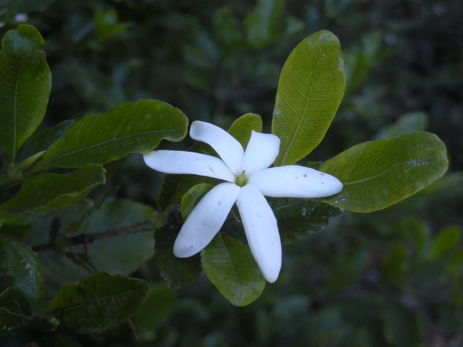 White Gardenia (Gardenia Thunbergia) — Each flower spans roughly 3 to 4 inches across, with a tubular base and a full rosette of petals