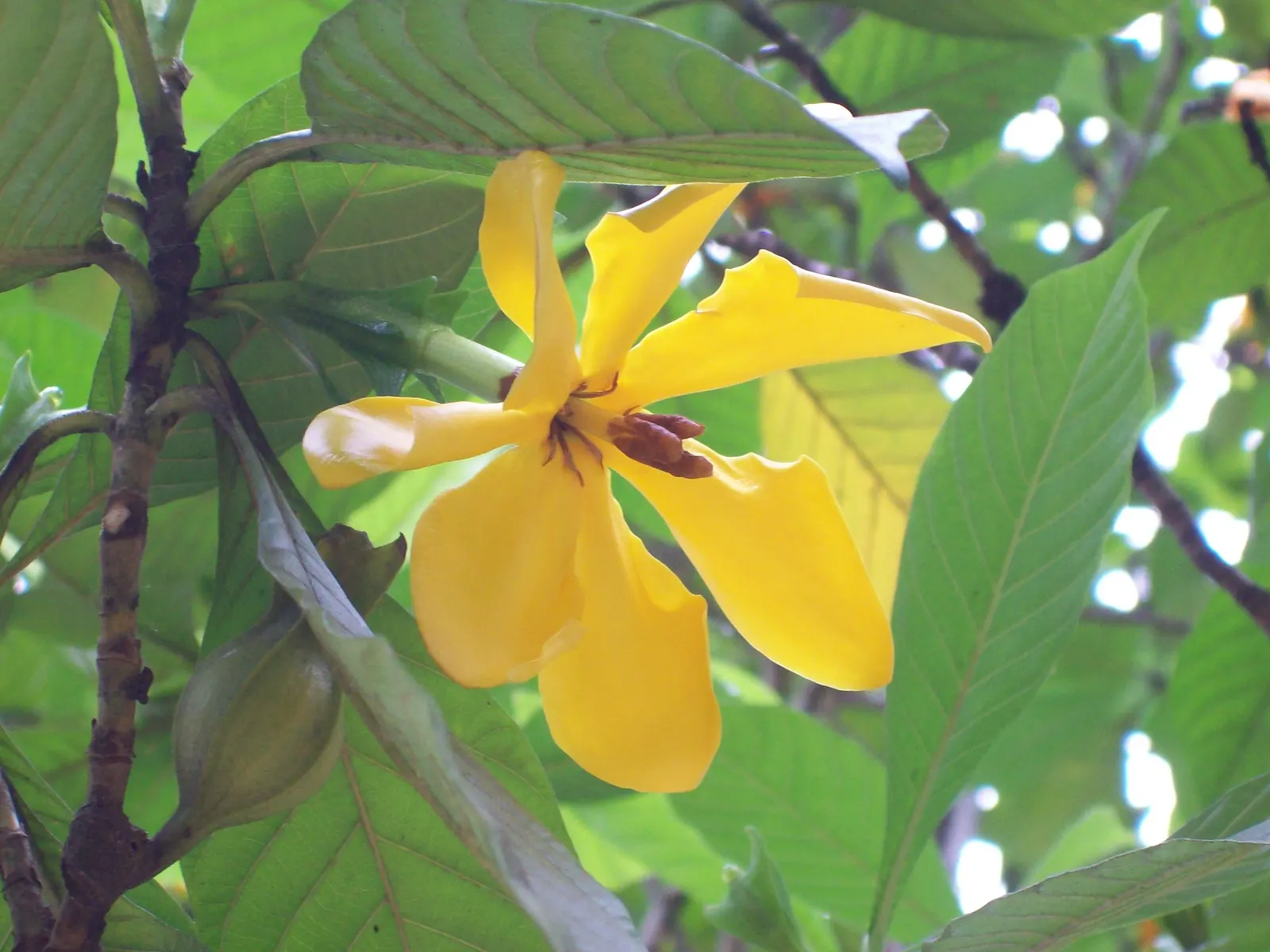 White Gardenia (Gardenia Thunbergia) — The White Gardenia, Gardenia thunbergia, is a fragrant, evergreen shrub reaching up to 6 feet tall and wide, image 151