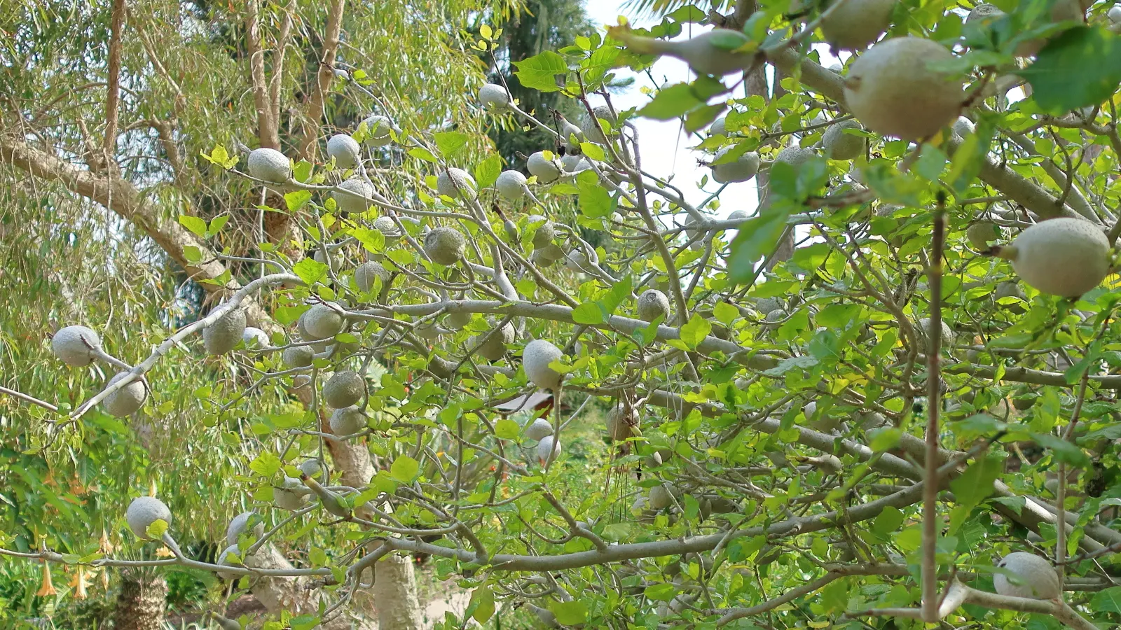 White Gardenia (Gardenia Thunbergia) — It requires well-drained, yet moist, acidic soil with a pH between 5.0 and 6.5; multi-branched habit that can add