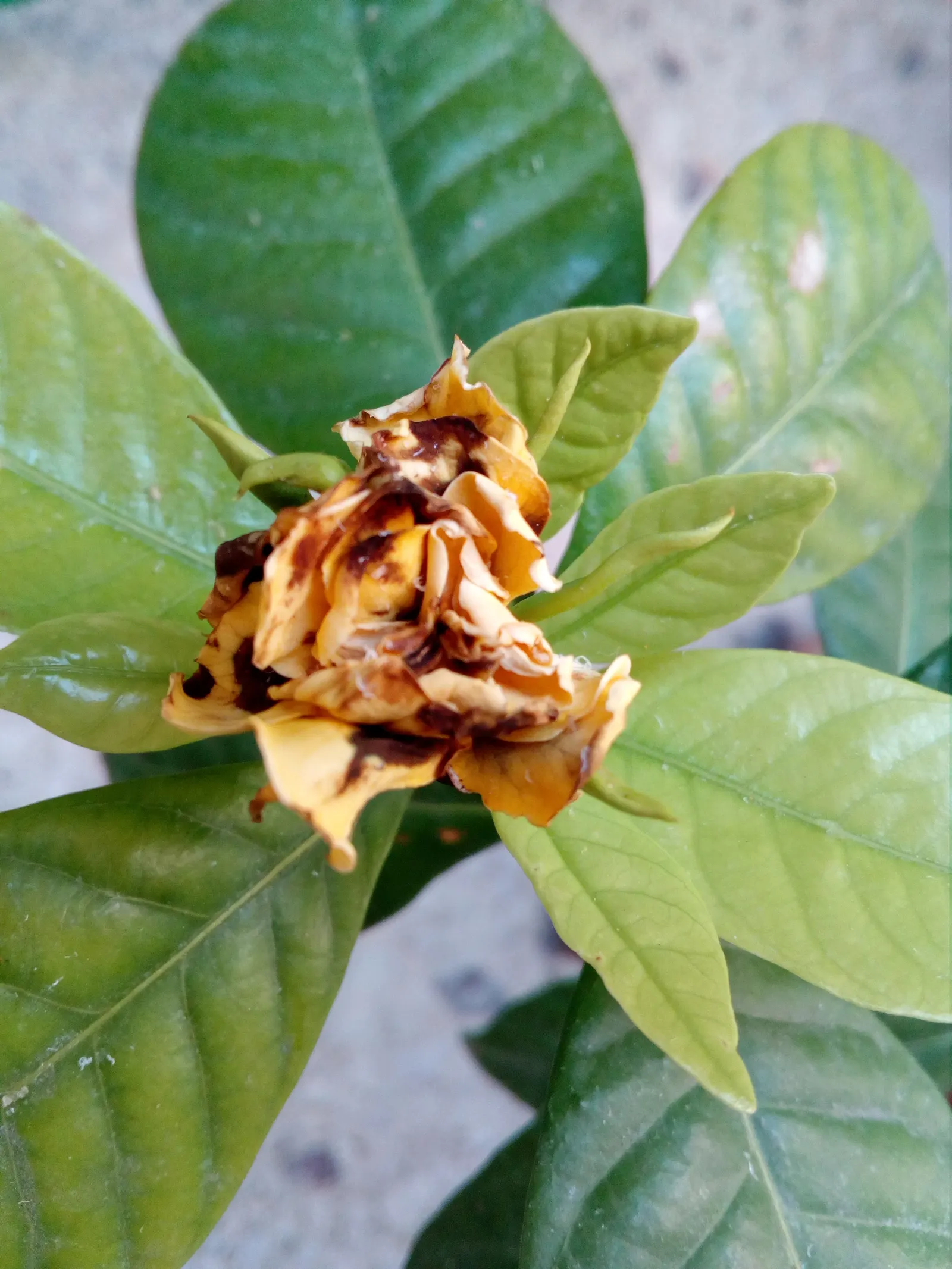 White Gardenia (Gardenia Thunbergia) — an interesting feature of the plant is its fruit: a hard, image 163