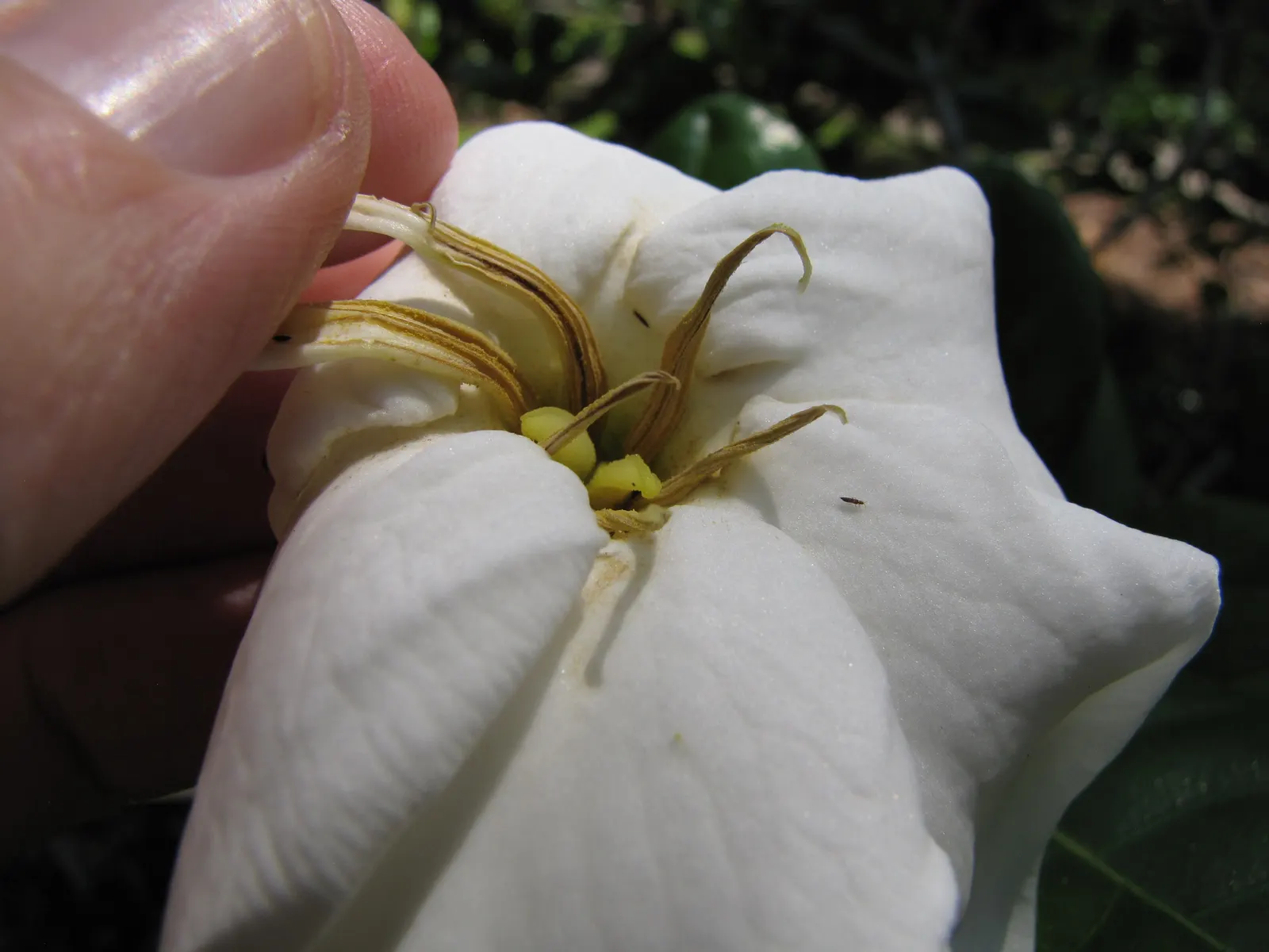 White Gardenia (Gardenia Thunbergia) — <br><br>Flowering primarily in late spring to early summer; an area with partial to full sun exposure is, image 60
