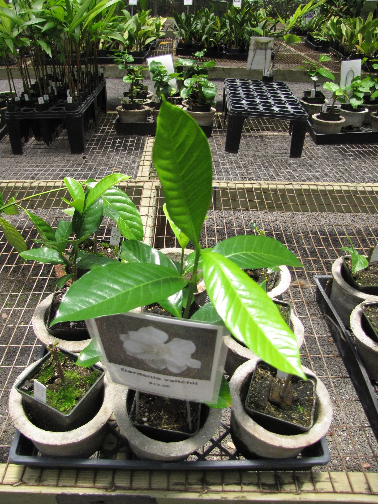 White Gardenia (Gardenia Thunbergia) — broadleaf evergreen / shrub for full or half; adding elegance and a delightful scent that will enchant residents and
