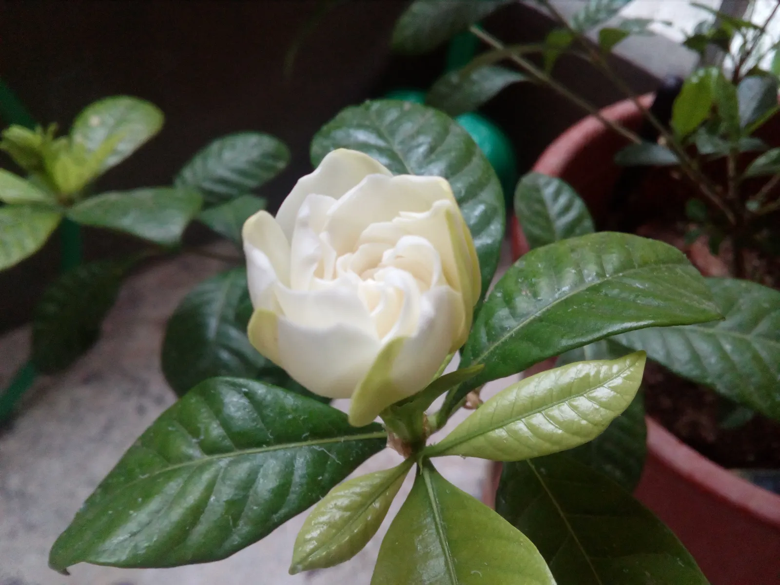 White Gardenia (Gardenia Thunbergia) — broadleaf evergreen / shrub for full or half; adding elegance and a delightful scent that will enchant, image 125