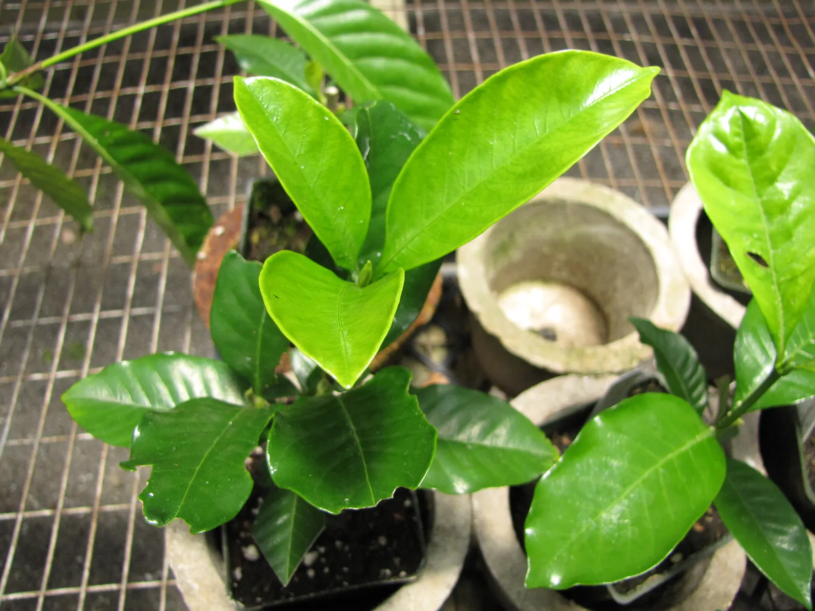 White Gardenia (Gardenia Thunbergia) — <br><br>Flowering primarily in late spring to early summer