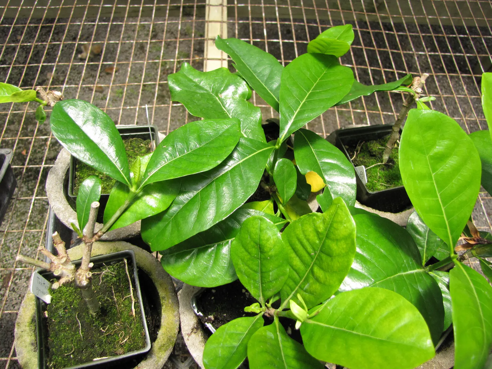 White Gardenia (Gardenia Thunbergia) — Require partial to full sun and well-drained acidic soil; though in hotter climates