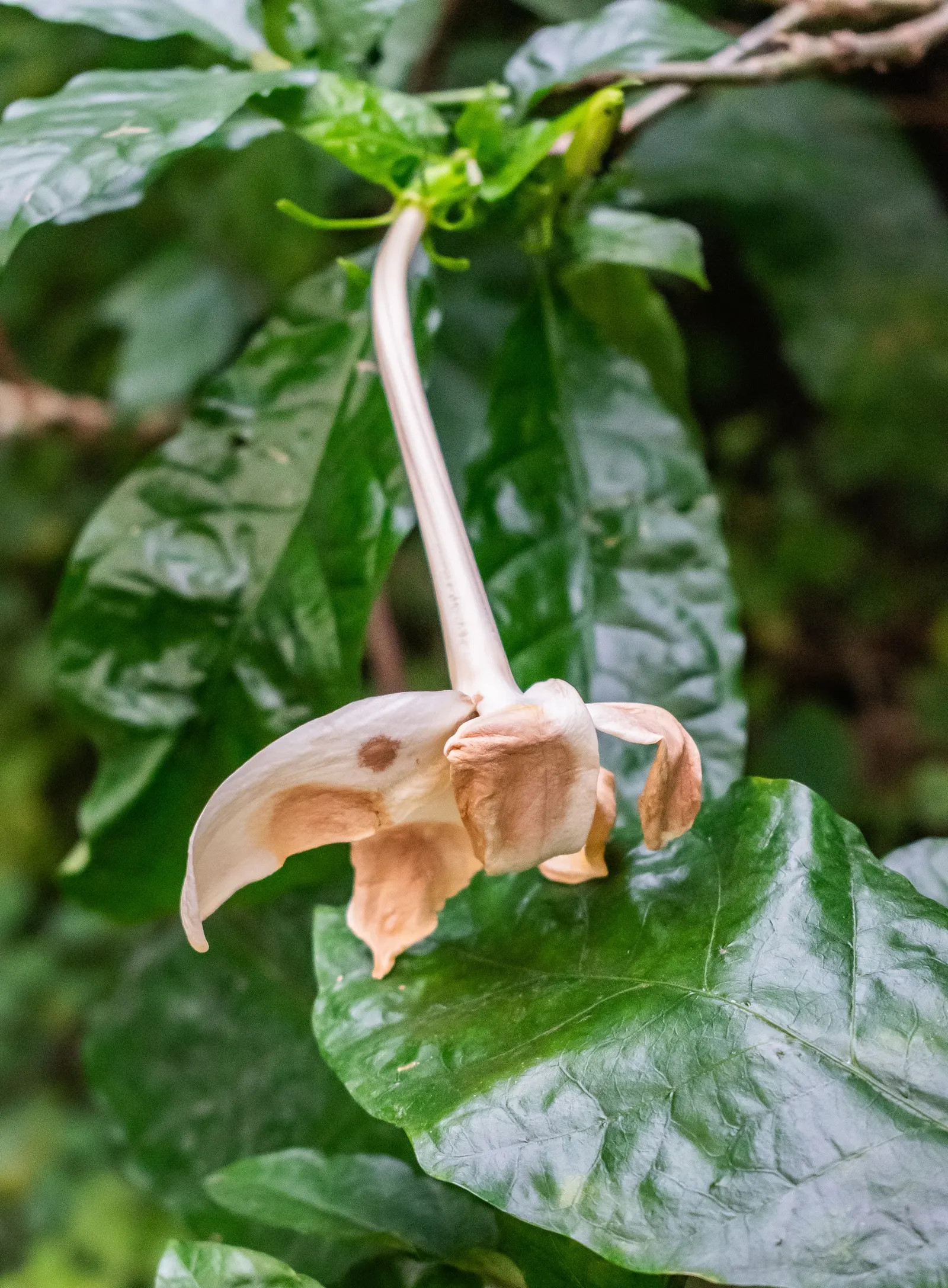 White Gardenia (Gardenia Thunbergia) — is a captivating evergreen shrub renowned for its rich; woody capsule that persists on the shrub, image 106