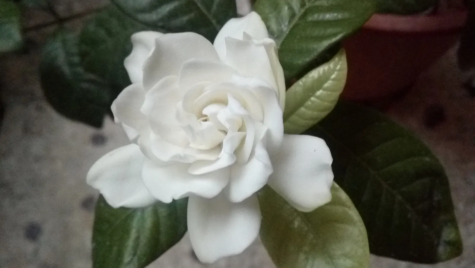 White Gardenia (Gardenia Thunbergia) — the Gardenia thunbergia's blooms are a highlight with their intense fragrance and waxy texture; broadleaf, image 136