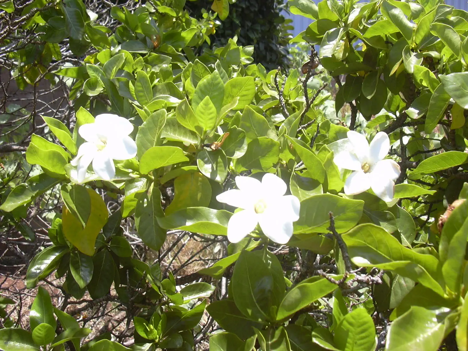 White Gardenia (Gardenia Thunbergia) — it's ideal for hedges or as a focal point in warm; dark green foliage and the stunning contrast provided by its creamy