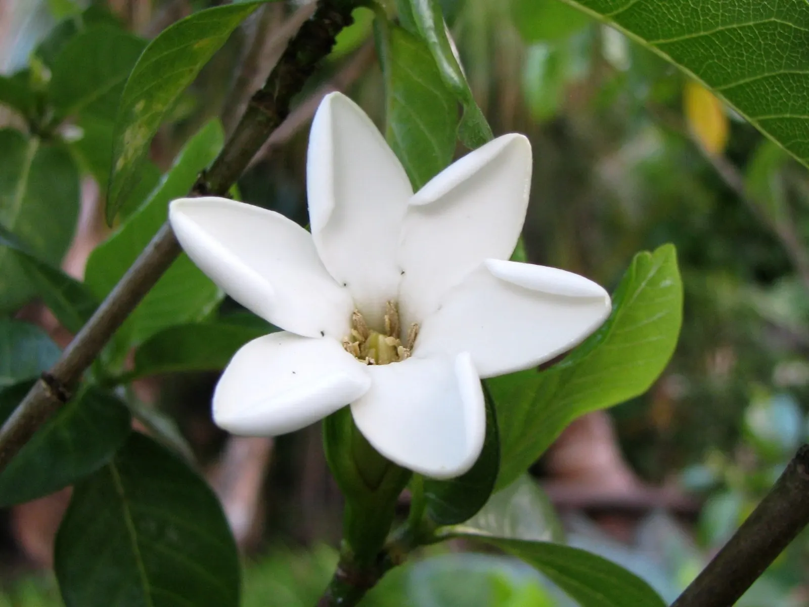 White Gardenia (Gardenia Thunbergia) — is a captivating evergreen shrub renowned for its rich; woody capsule that persists on the shrub, image 56