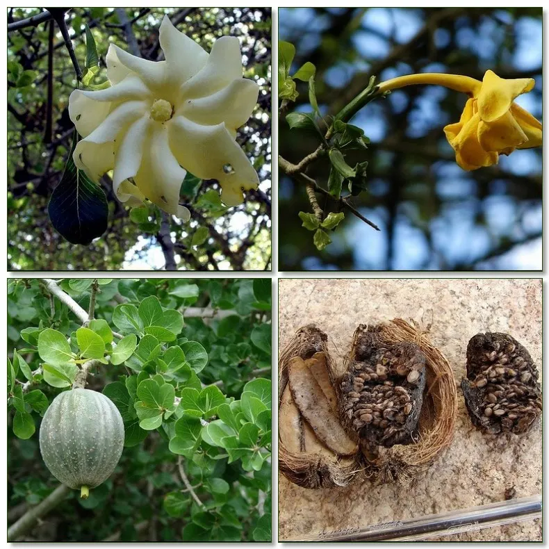 White Gardenia (Gardenia Thunbergia) — protection from the harsh afternoon sun will prevent leaf scorch; it's ideal for hedges or as a focal point, image 144