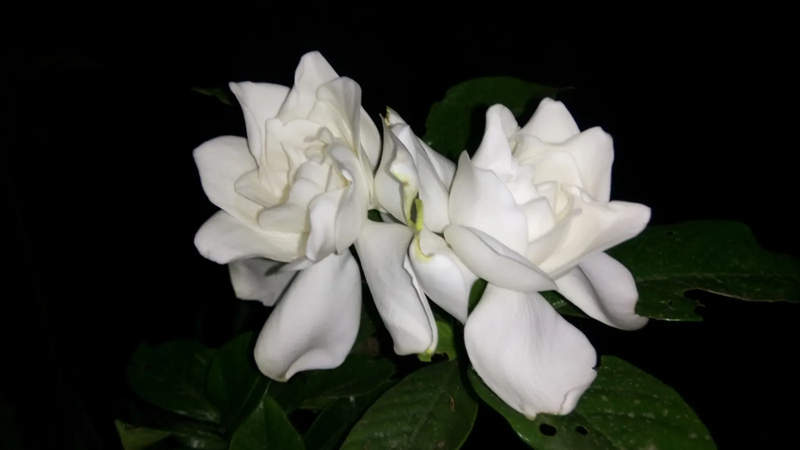 White Gardenia (Gardenia Thunbergia) — An area with partial to full sun exposure is ideal; it requires well-drained, yet moist, acidic soil with a, image 117