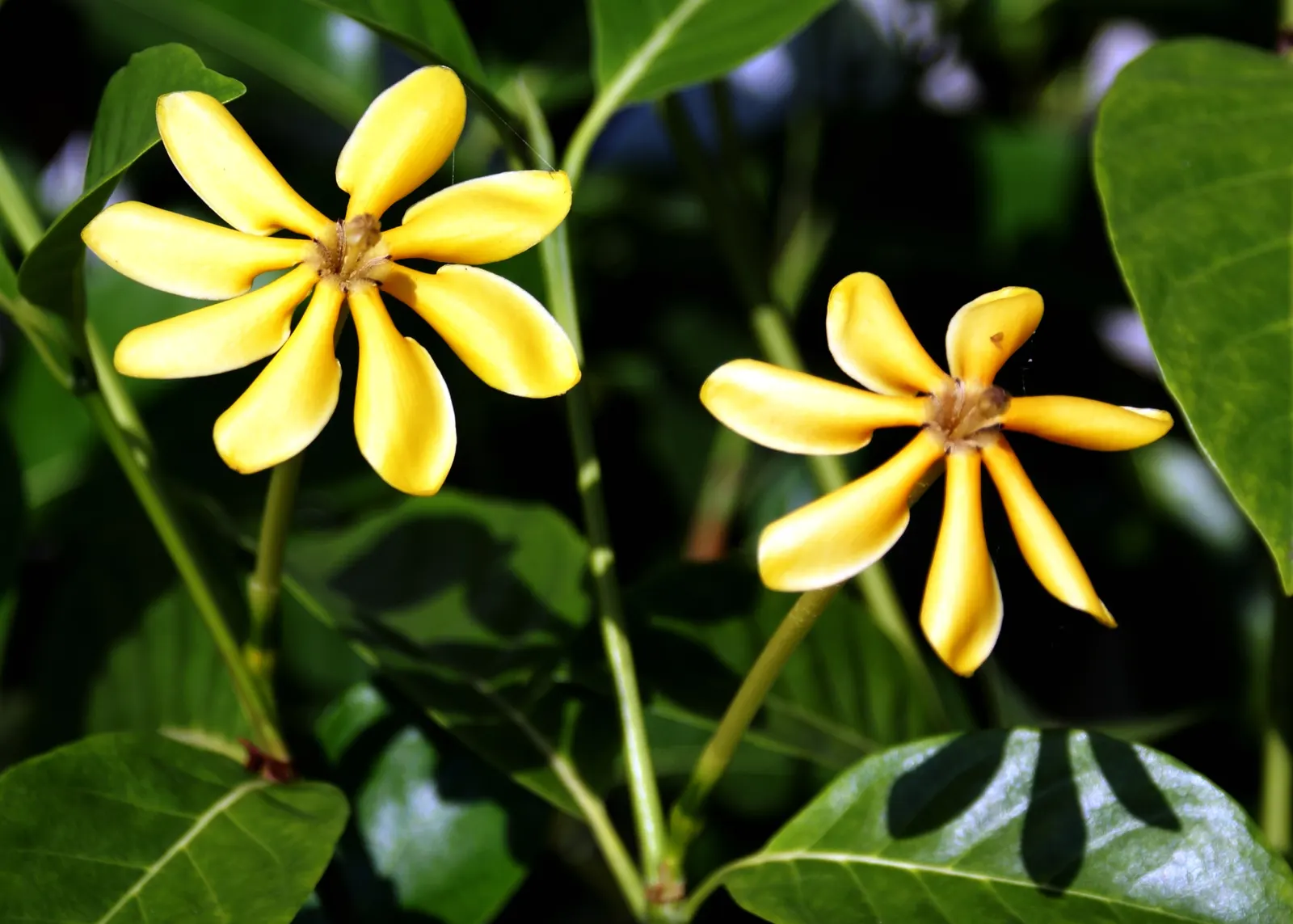 White Gardenia (Gardenia Thunbergia) — white flowers in the garden; this South African native commonly reaches heights of 6 to 8 feet and spreads, image 98