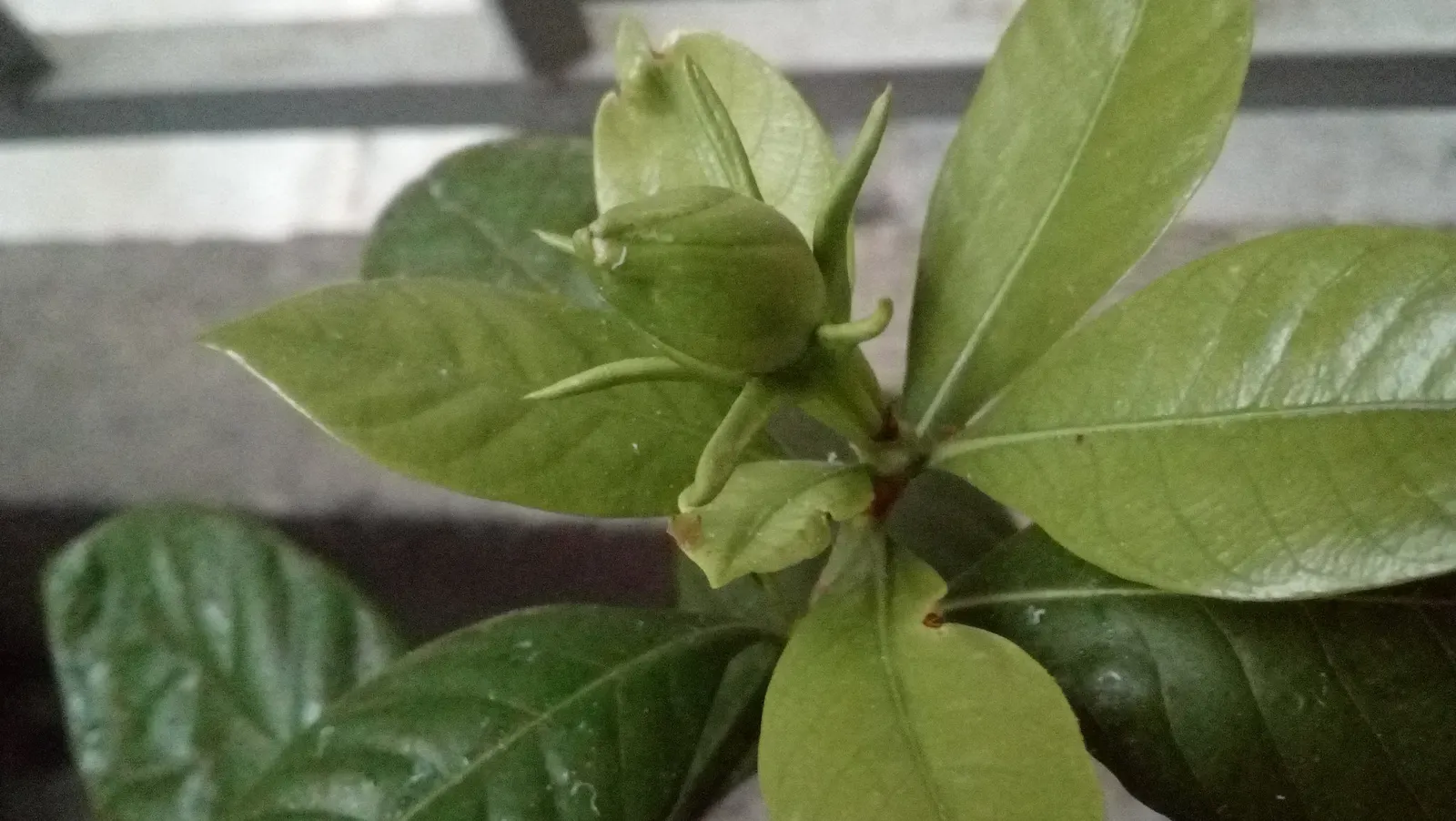 White Gardenia (Gardenia Thunbergia) — the White Gardenia should be placed in a location where its fragrance can be fully appreciated; which bloom, image 140