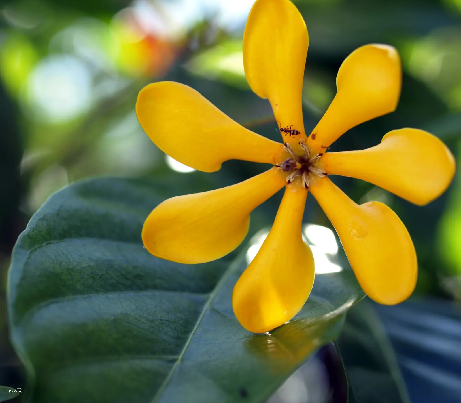 White Gardenia (Gardenia Thunbergia) — It requires well-drained, yet moist, acidic soil with a pH between 5.0 and 6.5; multi-branched habit that, image 116