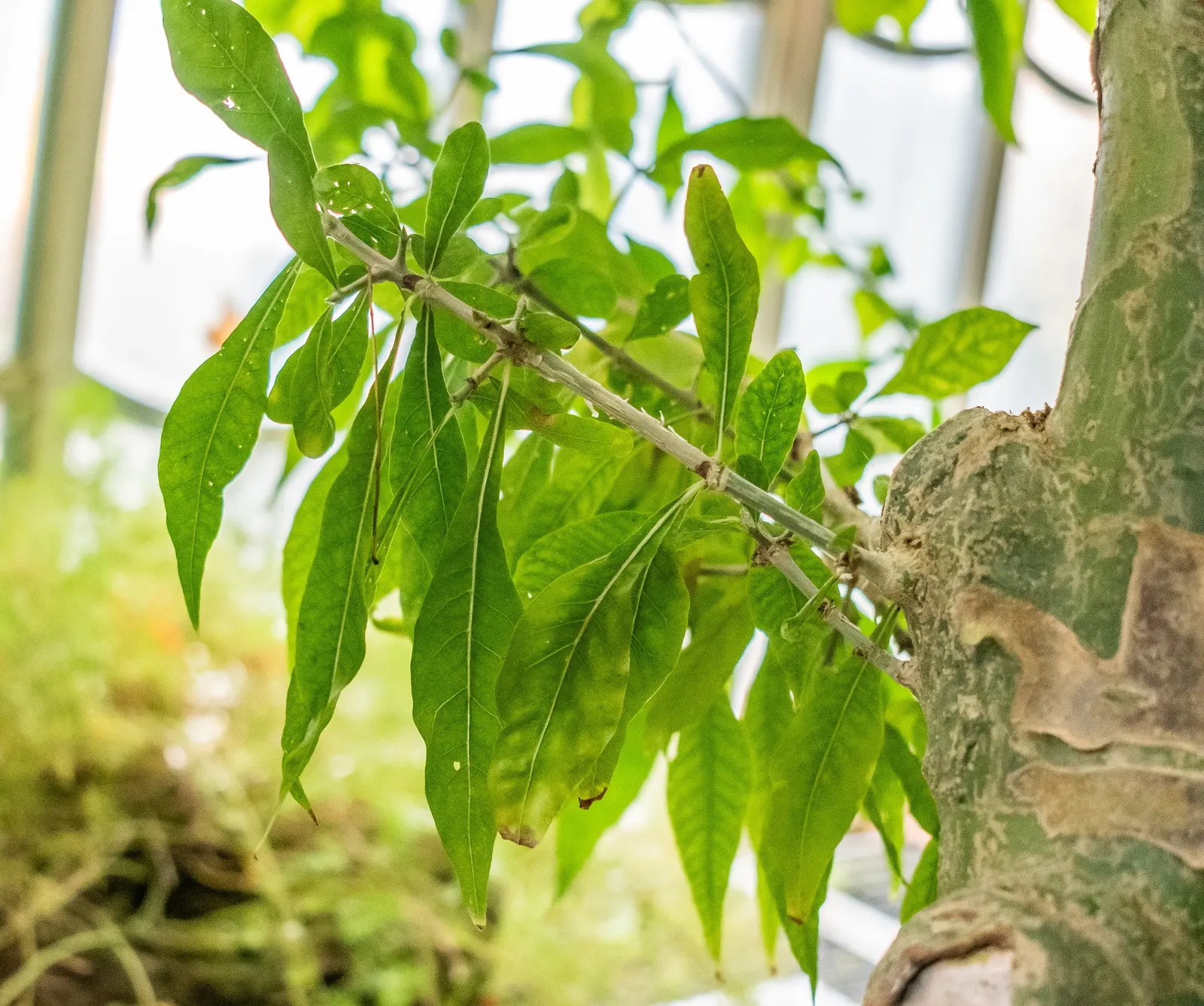 White Gardenia (Gardenia Thunbergia) — It requires well-drained, yet moist, acidic soil with a pH between 5.0 and 6.5; multi-branched habit that, image 166