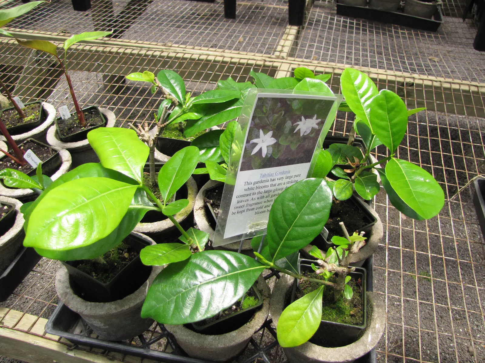 White Gardenia (Gardenia Thunbergia) — The White Gardenia, Gardenia thunbergia, is a fragrant, evergreen shrub reaching up to 6 feet tall and wide, image 76