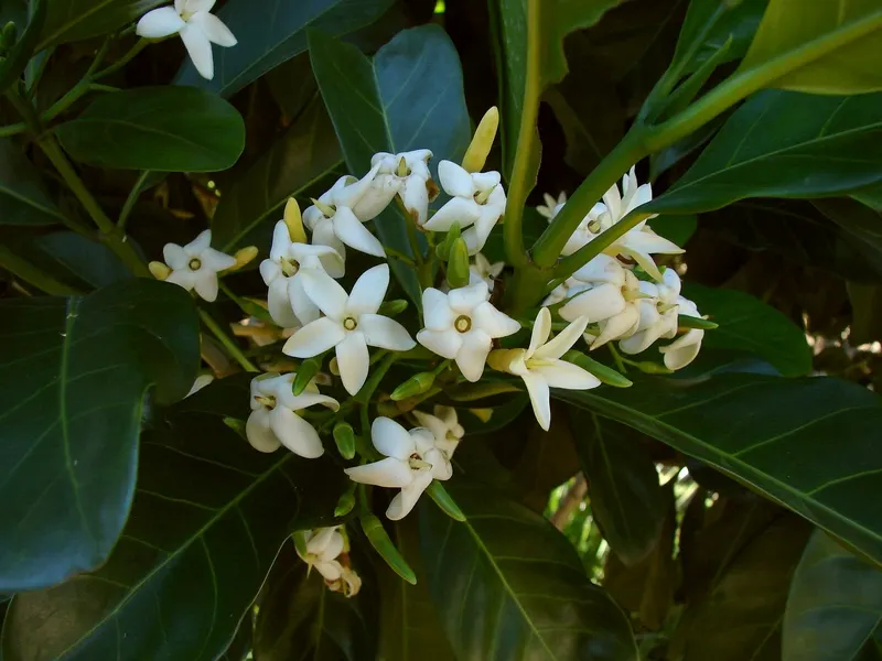 White Gardenia (Gardenia Thunbergia) — woody capsule that persists on the shrub; being sensitive to cold, this plant is best suited for USDA zones, image 64