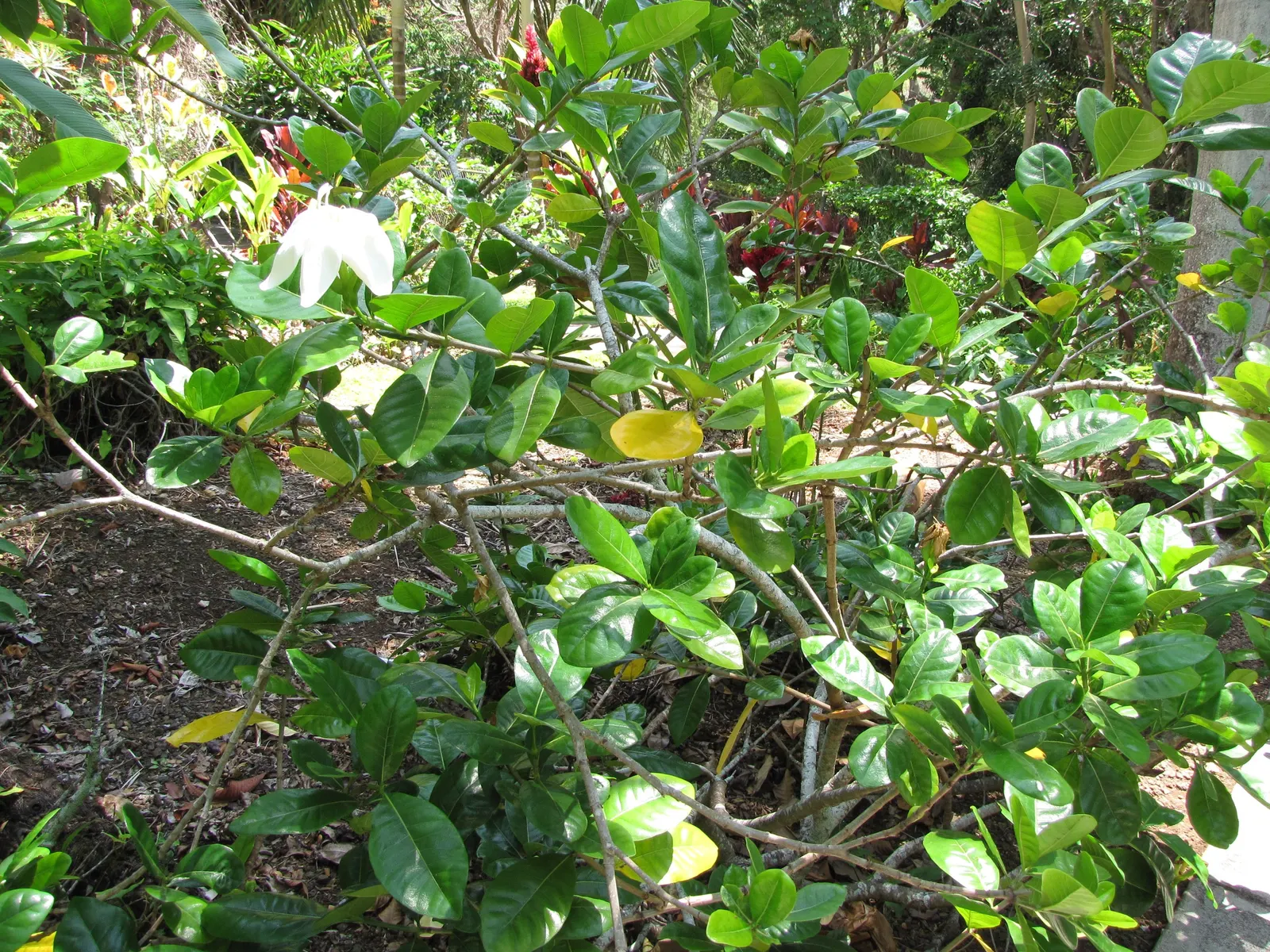 White Gardenia (Gardenia Thunbergia) — <br><br>Flowering primarily in late spring to early summer; an area with partial to full sun exposure is ideal