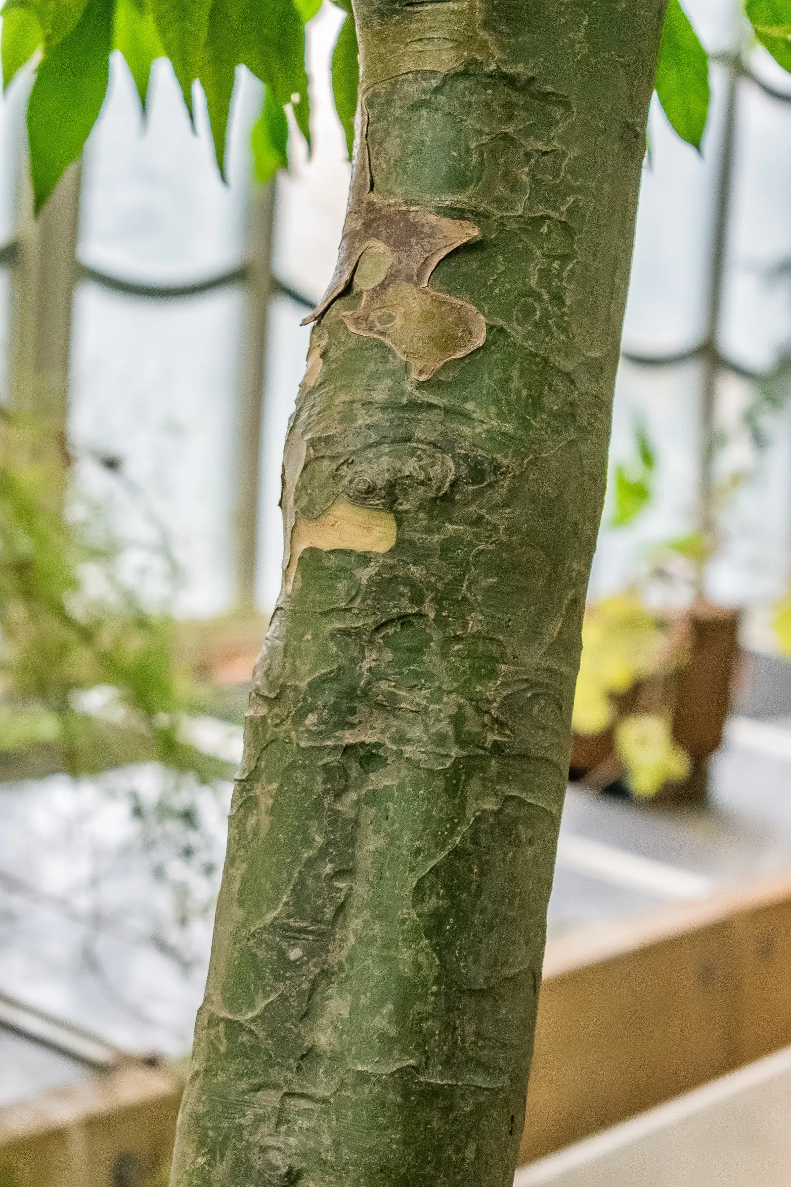 White Gardenia (Gardenia Thunbergia) — woody capsule that persists on the shrub; being sensitive to cold, this plant is best suited for USDA zones, image 139